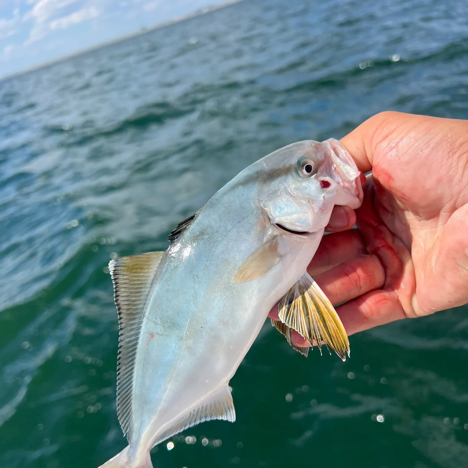 The most popular recent Banded Rudderfish catch on Fishbrain