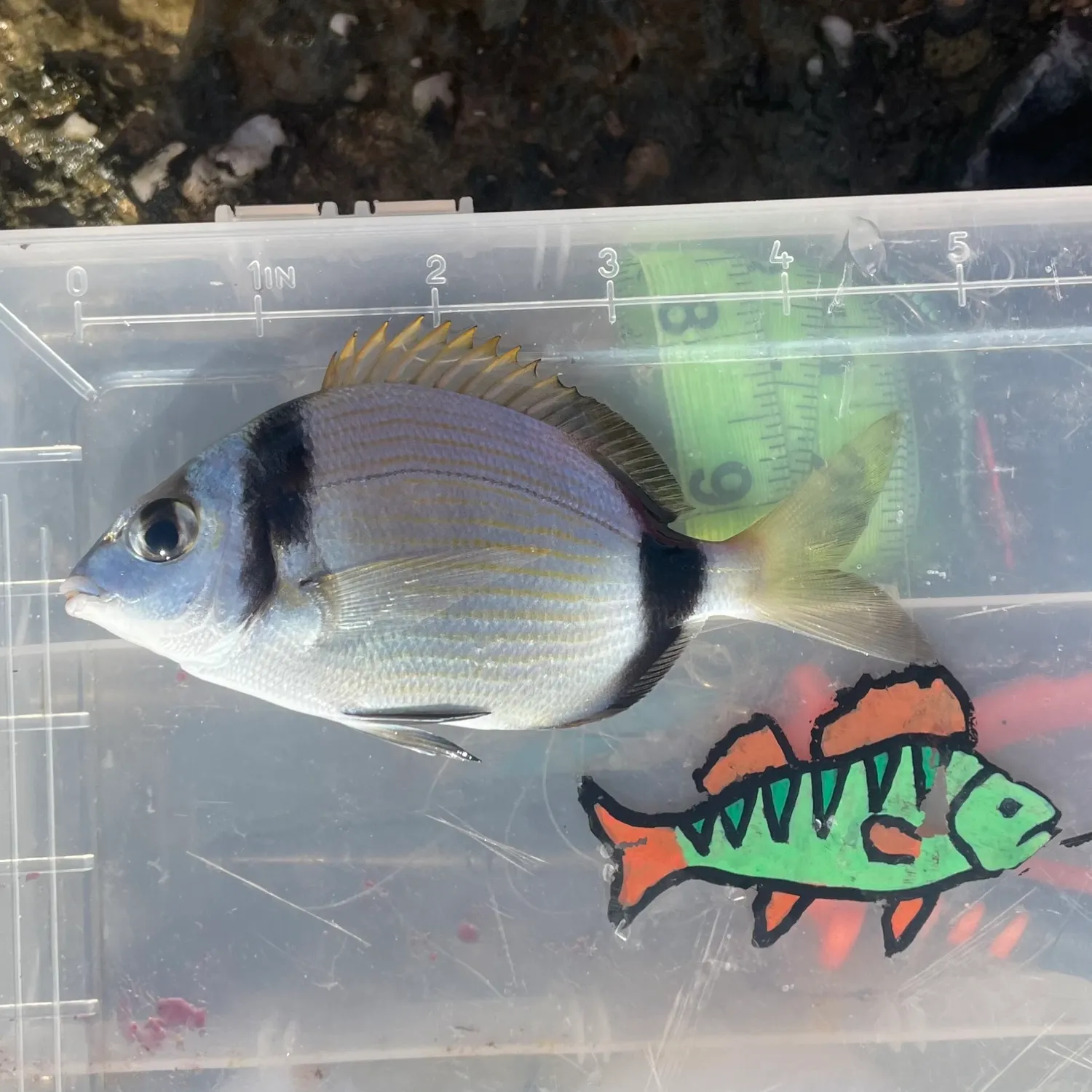 The most popular recent Common two-banded seabream catch on Fishbrain