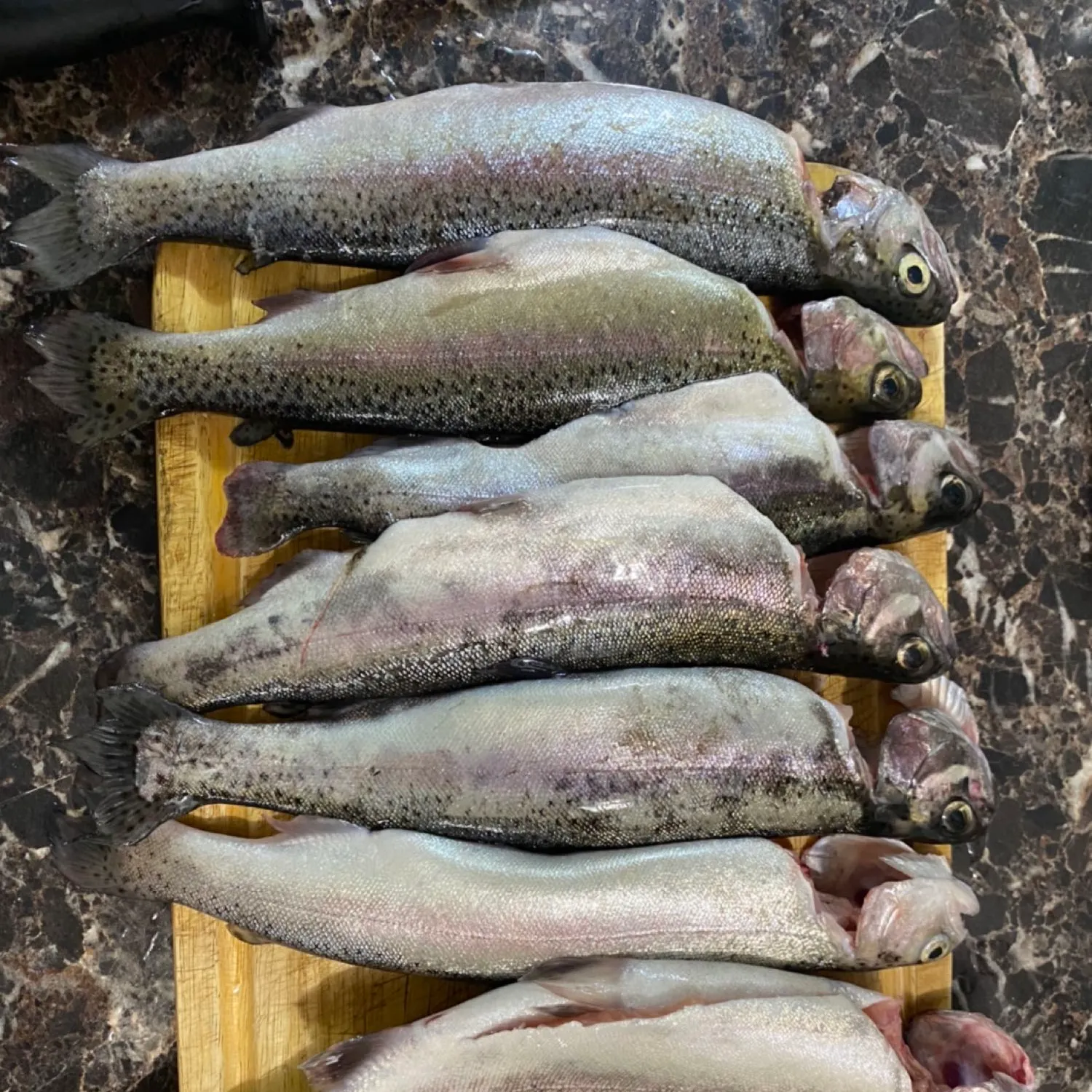 recently logged catches