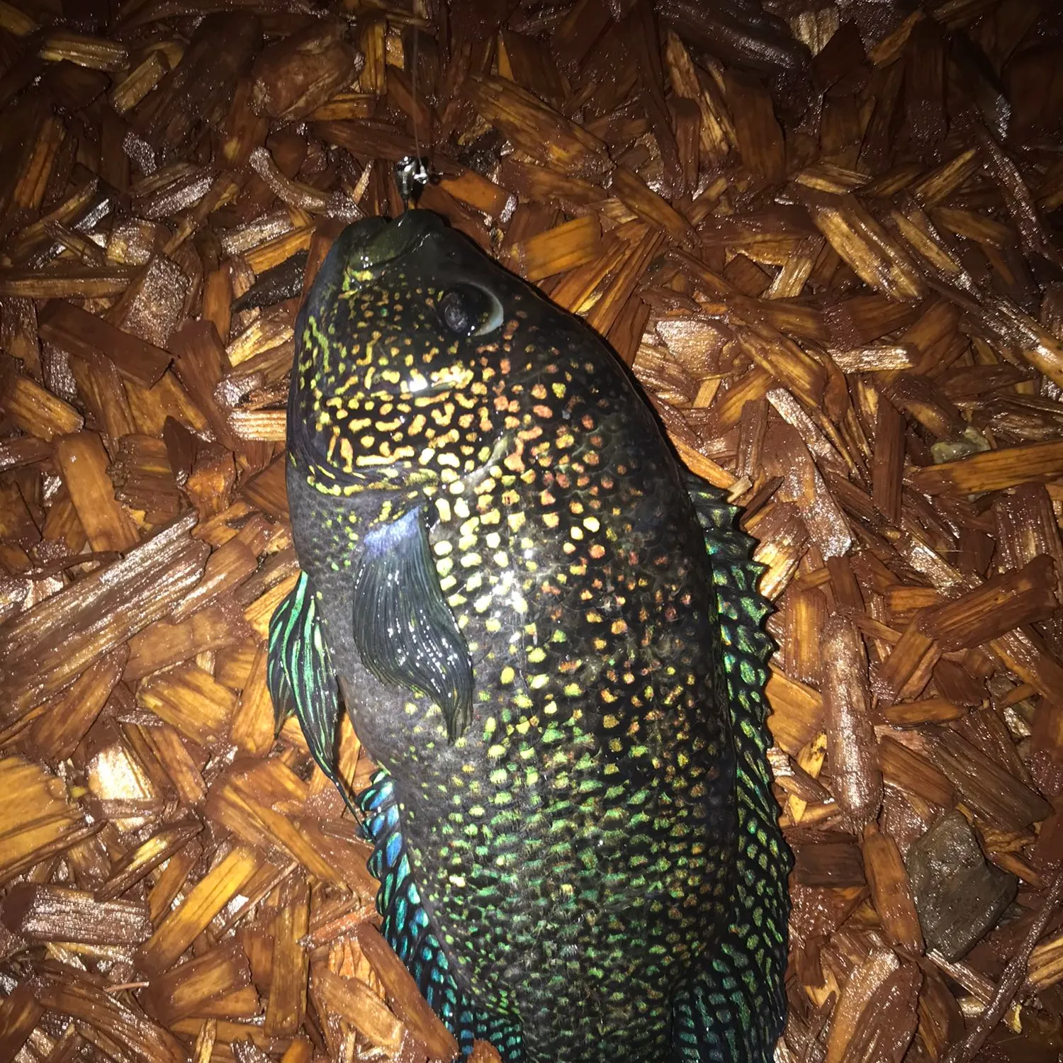 The most popular recent Jack Dempsey cichlid catch on Fishbrain