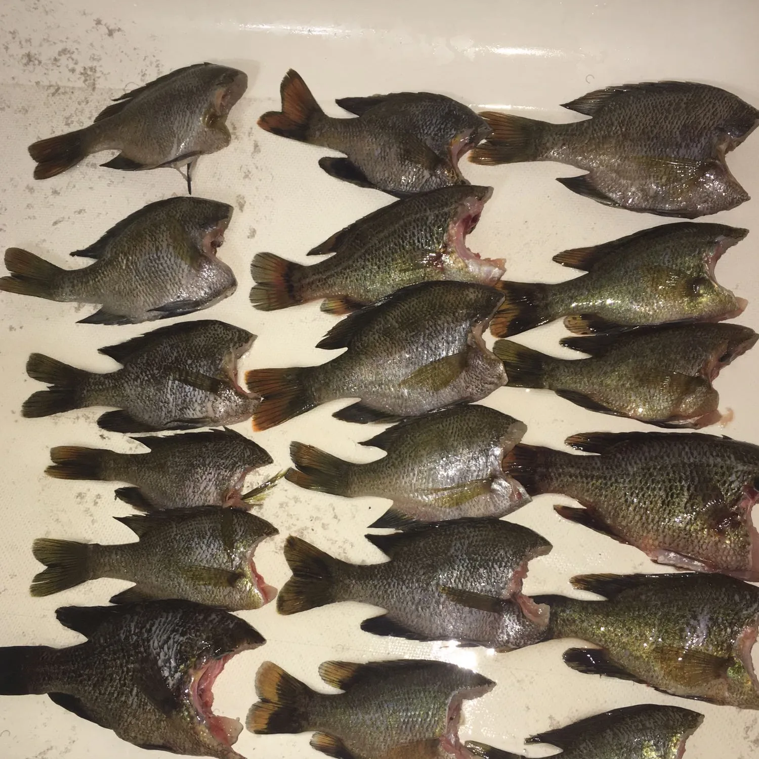 recently logged catches