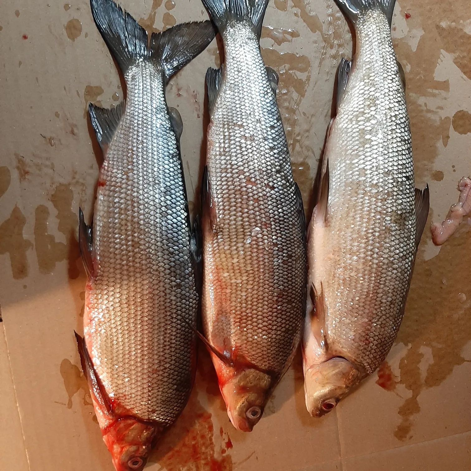 recently logged catches