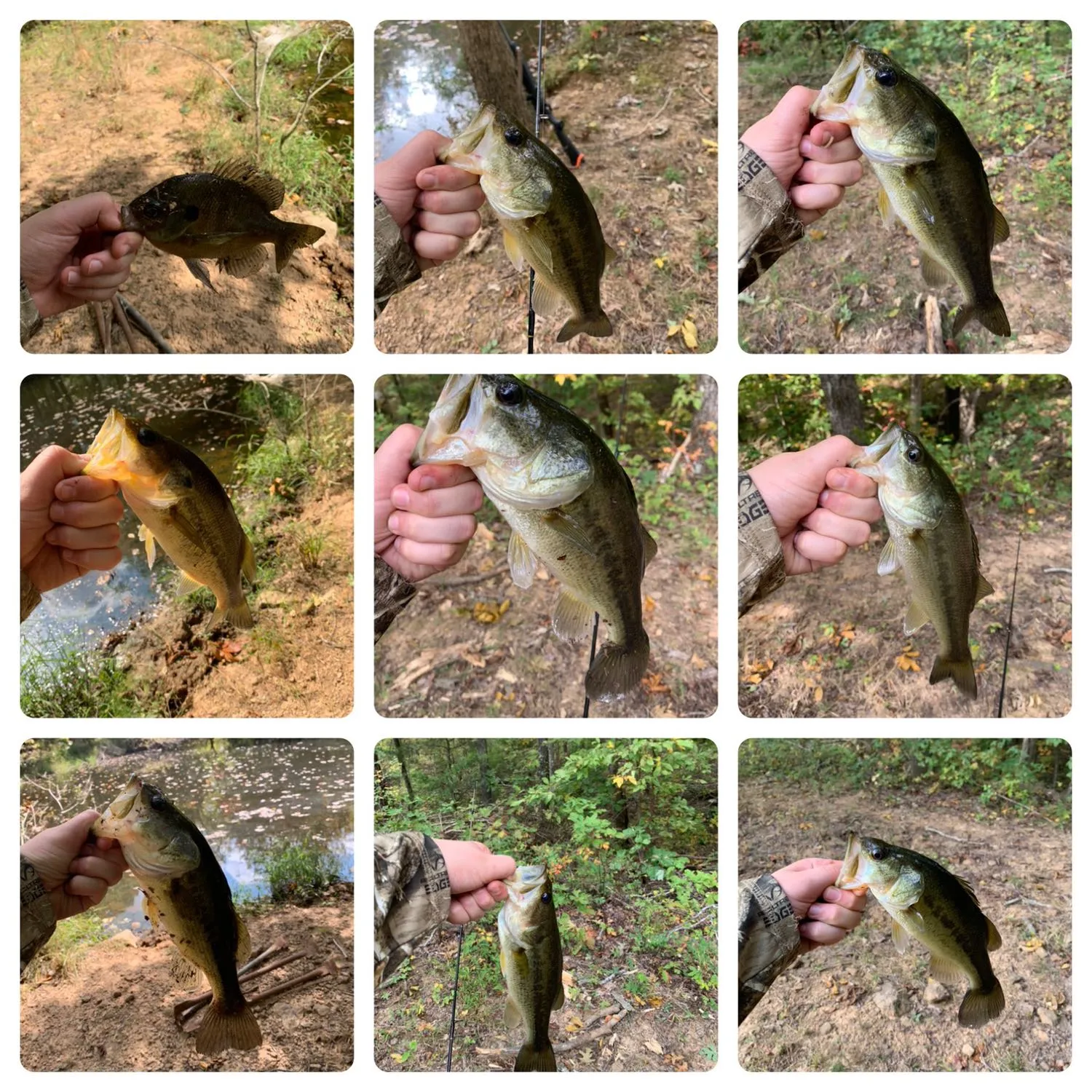 recently logged catches