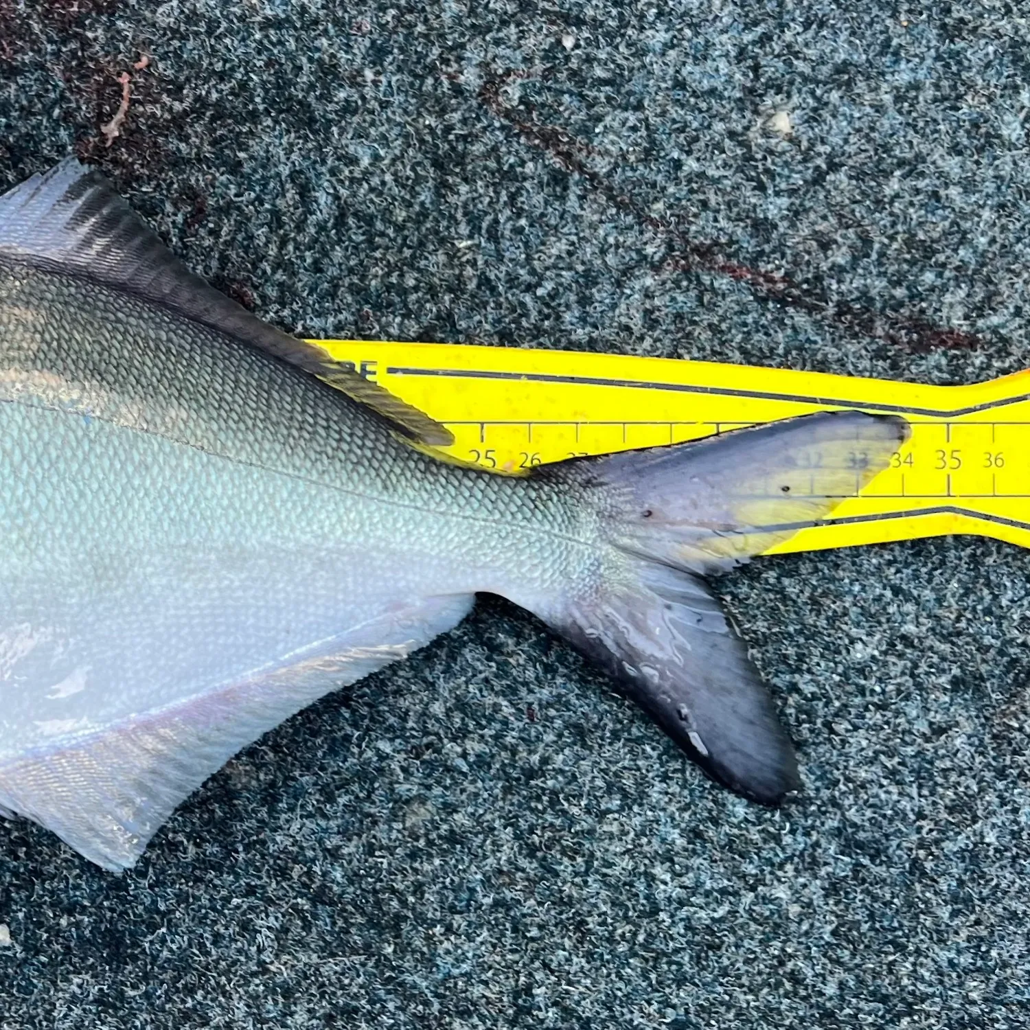 The most popular recent Silver sweep catch on Fishbrain