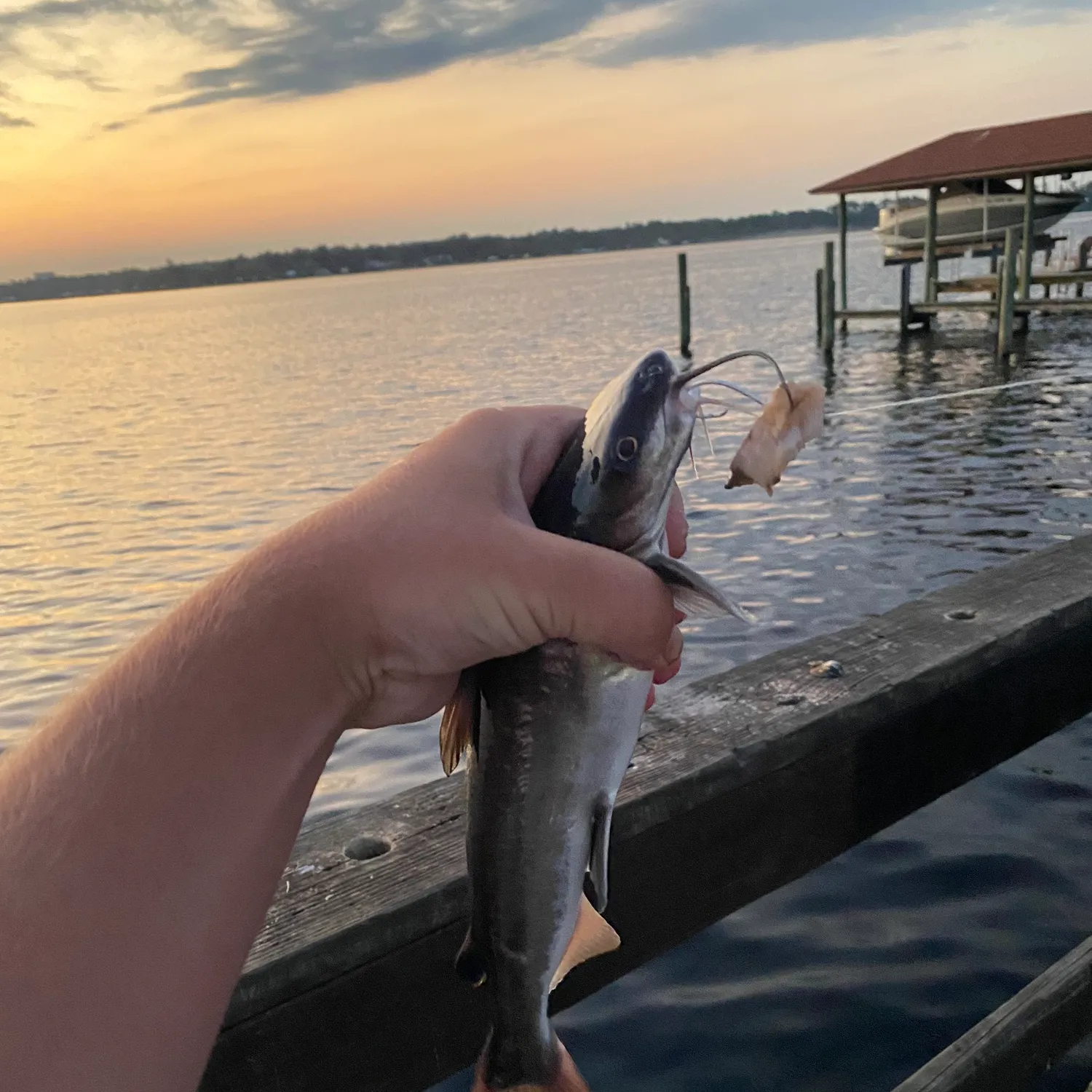 The most popular recent Hardhead sea catfish catch on Fishbrain