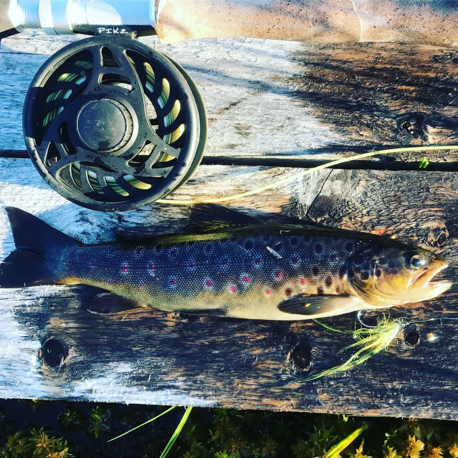 recently logged catches