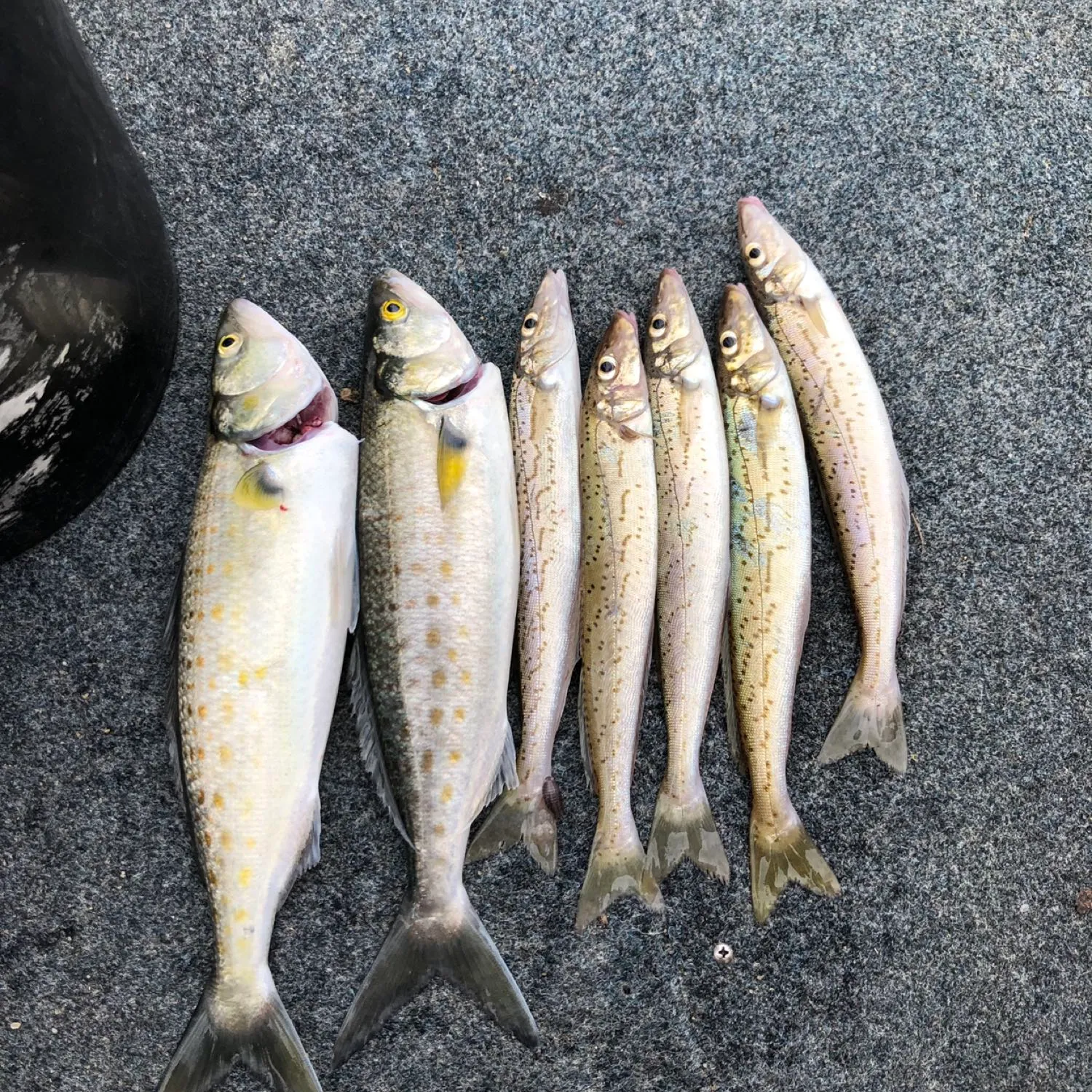 recently logged catches