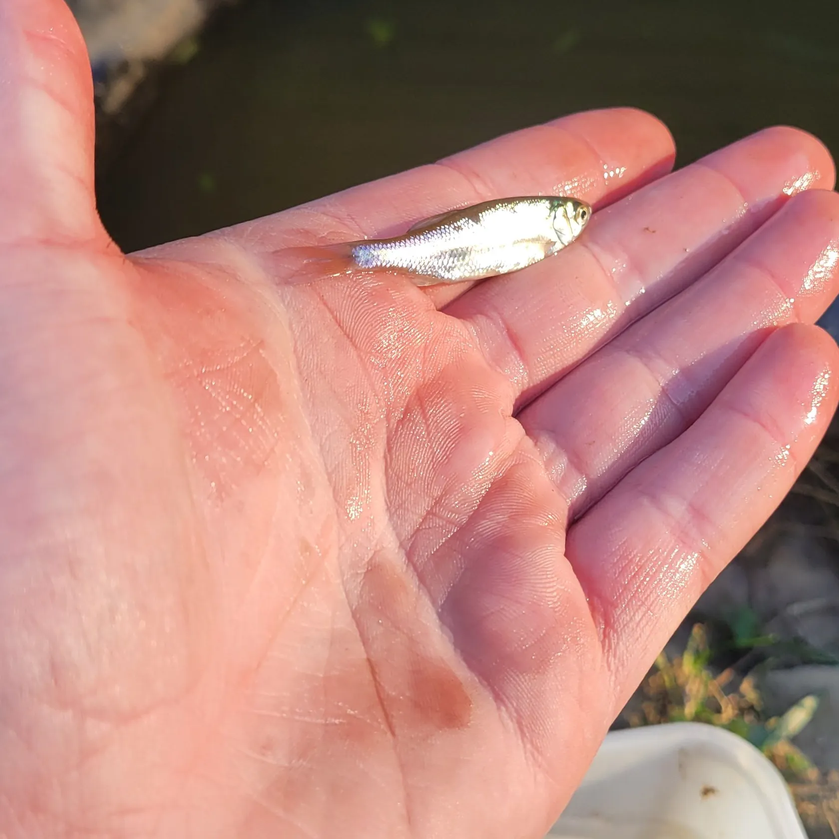 The most popular recent Blacknose shiner catch on Fishbrain