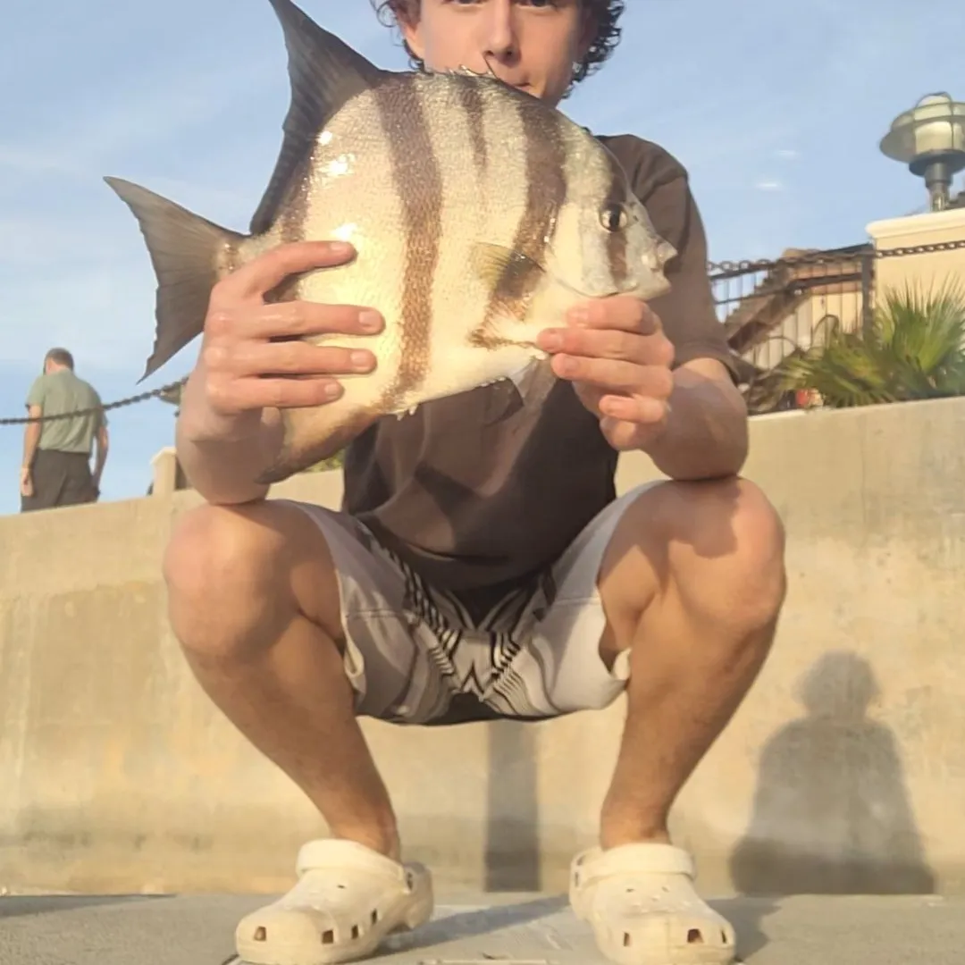 The most popular recent Atlantic spadefish catch on Fishbrain