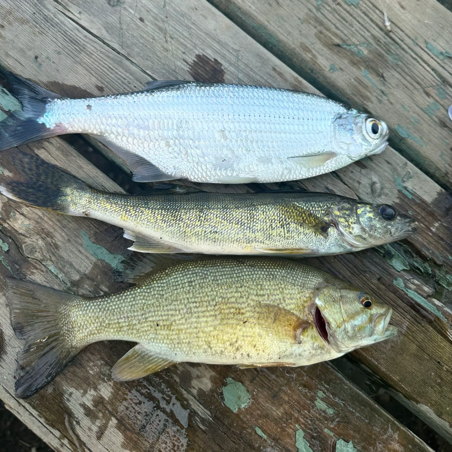 recently logged catches