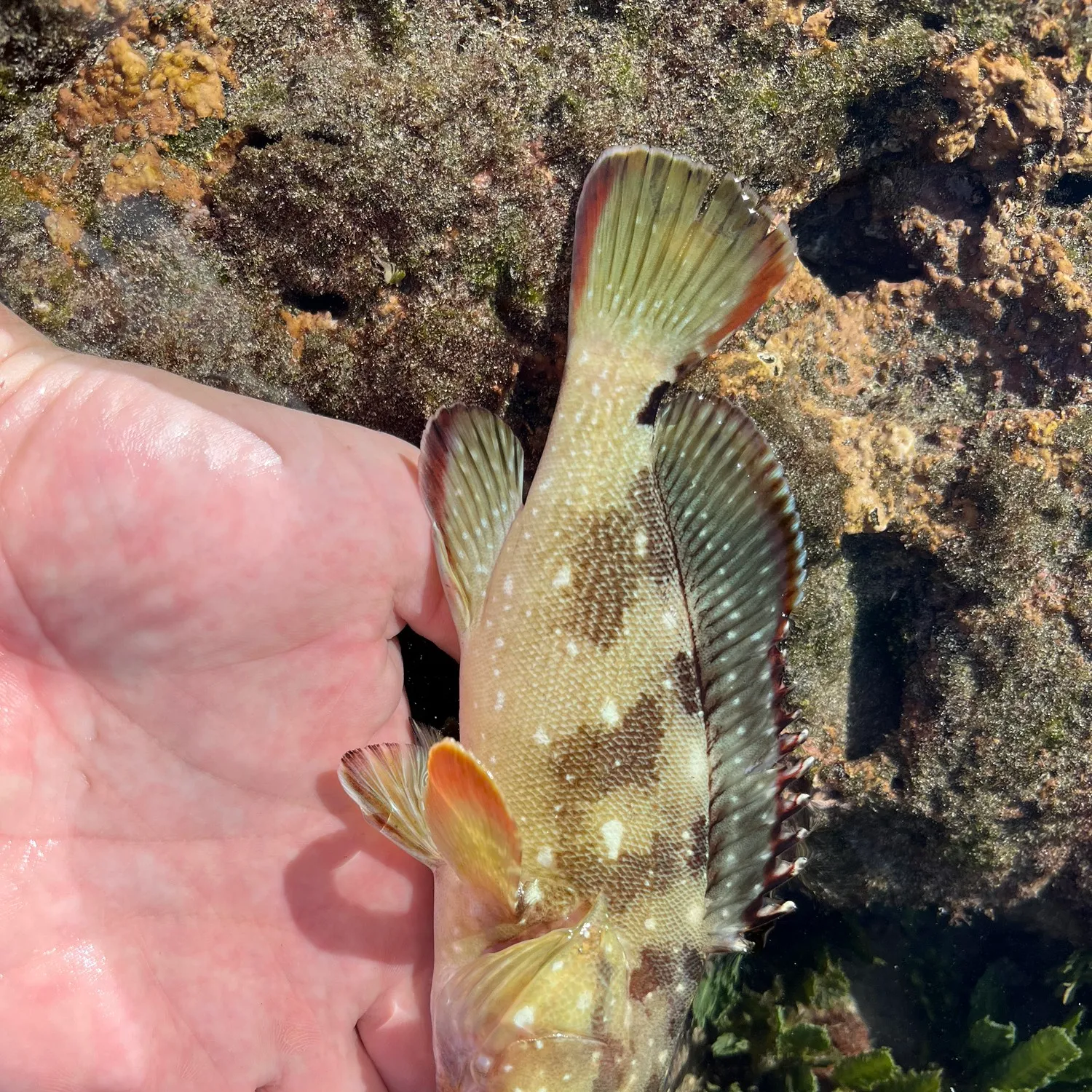 The most popular recent Starry grouper catch on Fishbrain