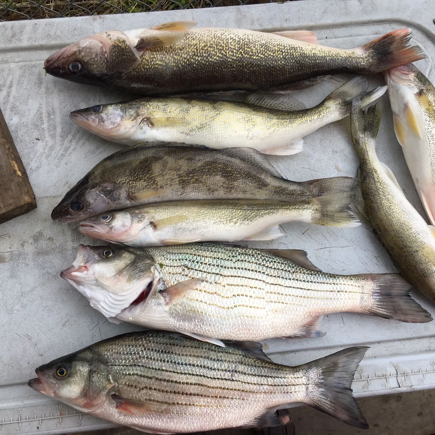 recently logged catches