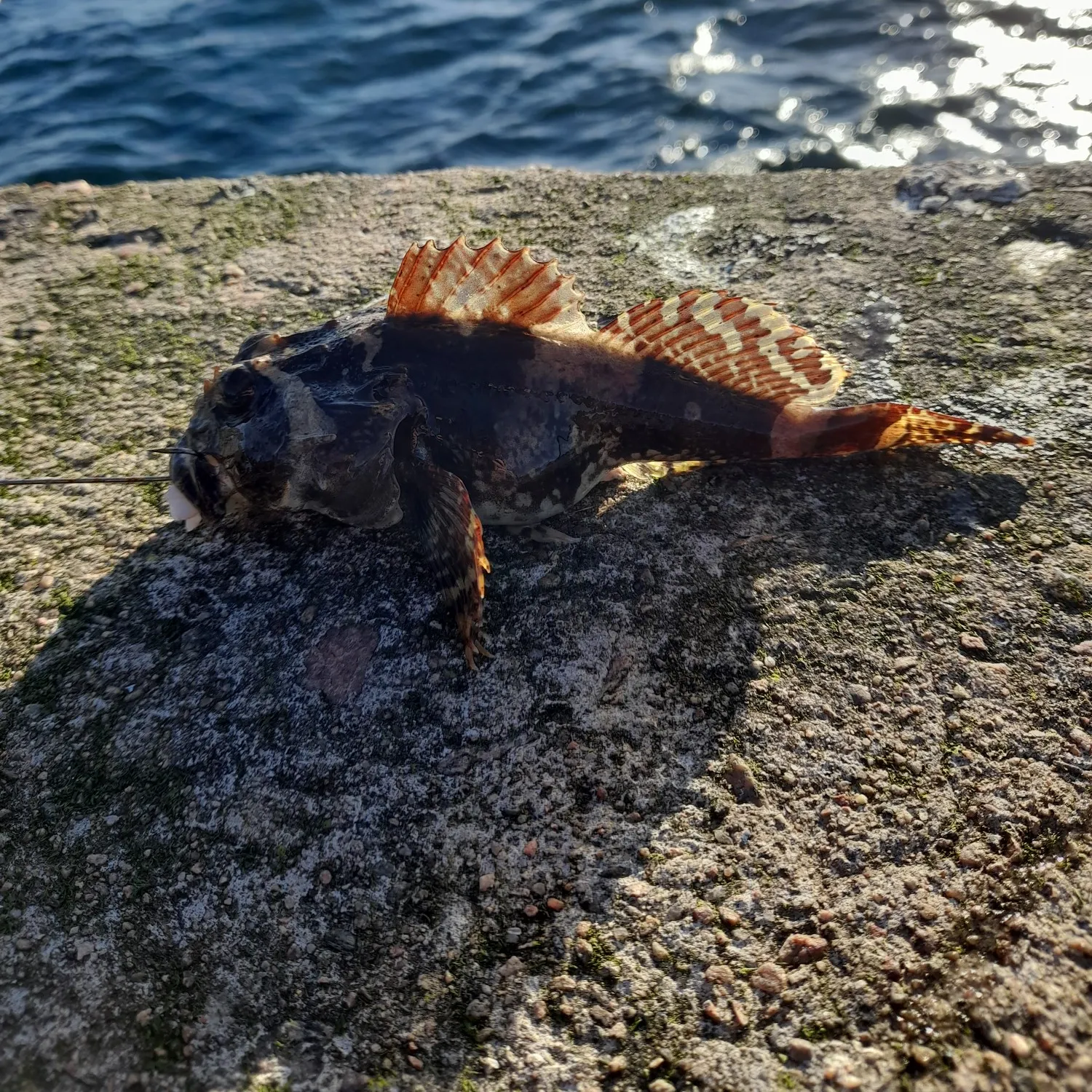 The most popular recent Shorthorn sculpin catch on Fishbrain