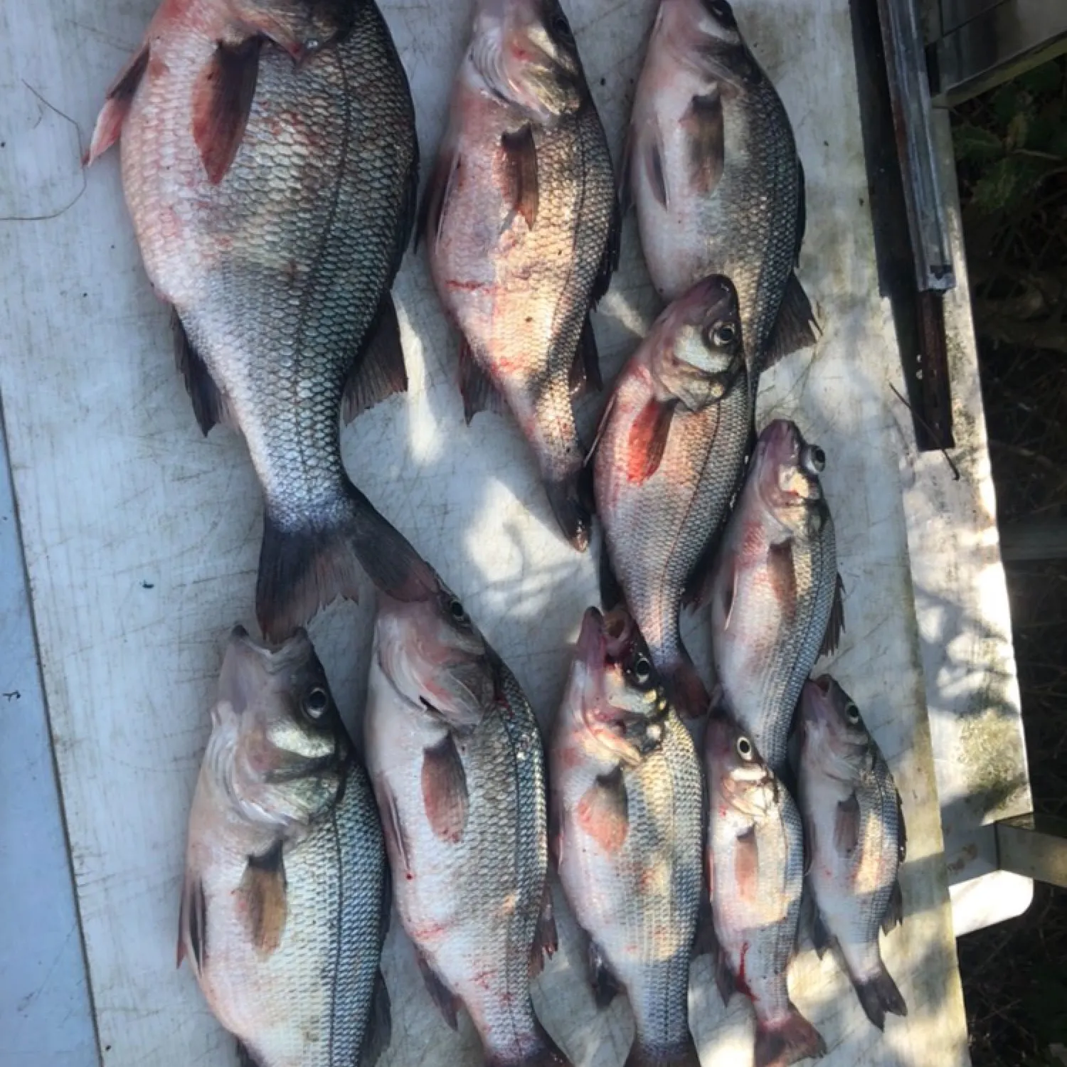 recently logged catches