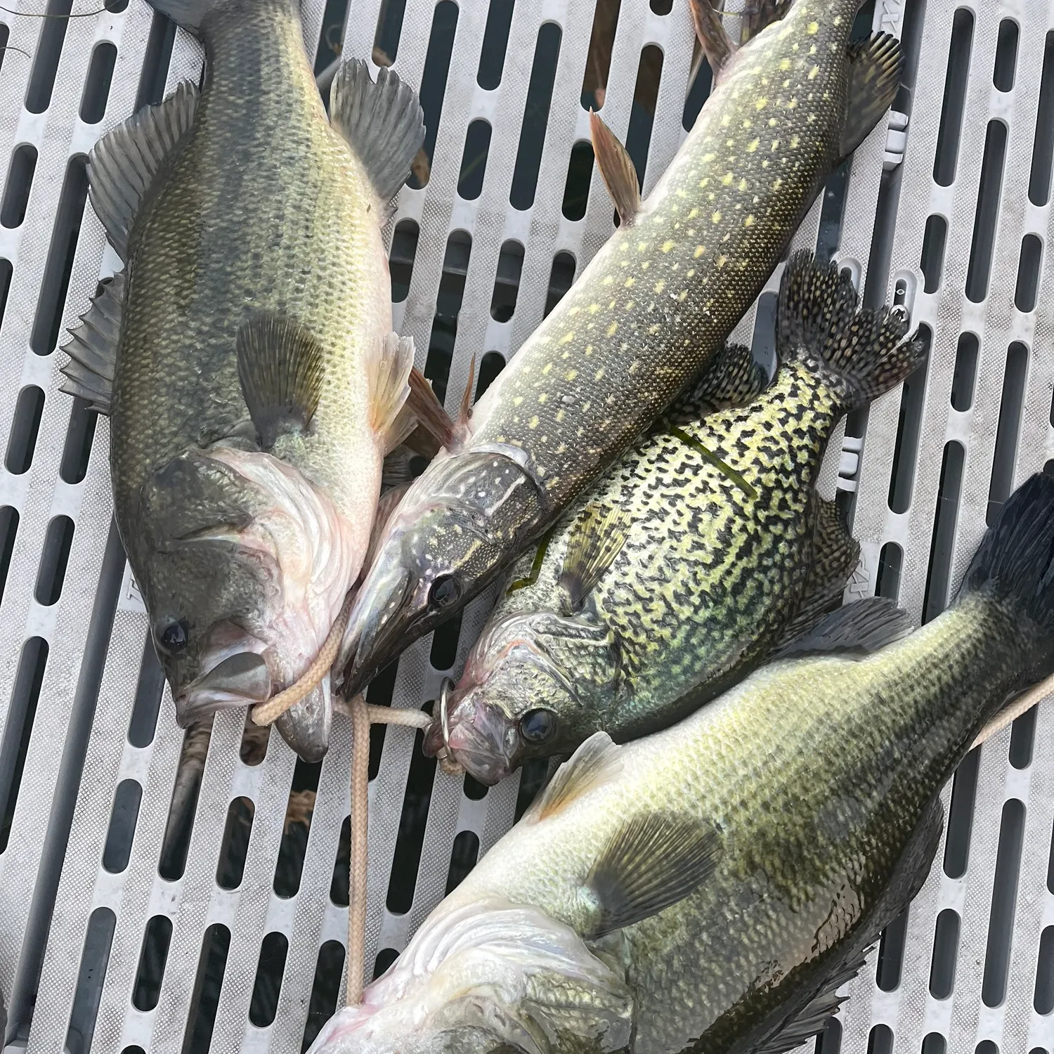 recently logged catches