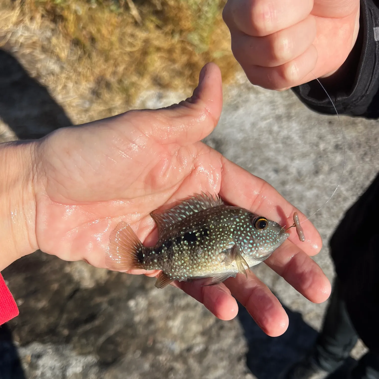 The most popular recent Jack Dempsey cichlid catch on Fishbrain