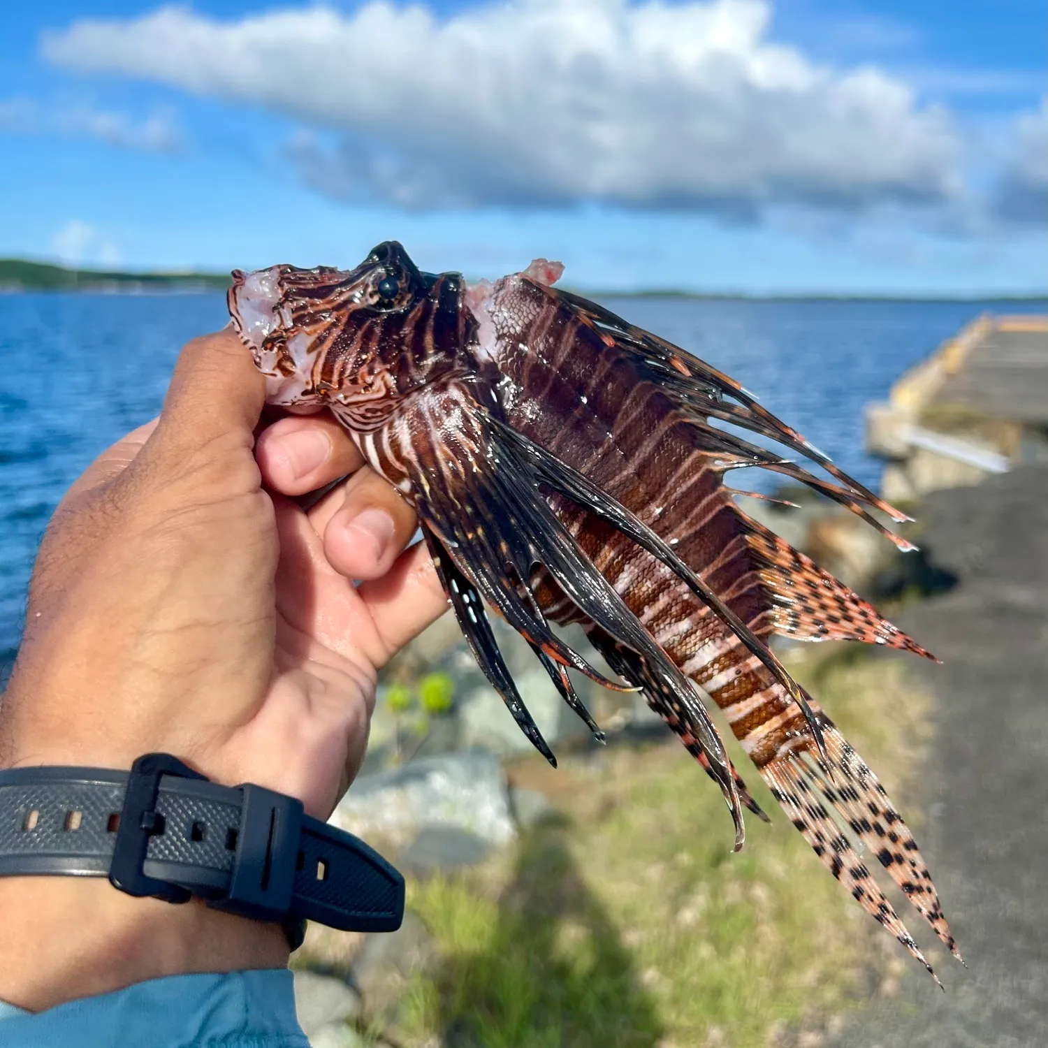 recently logged catches