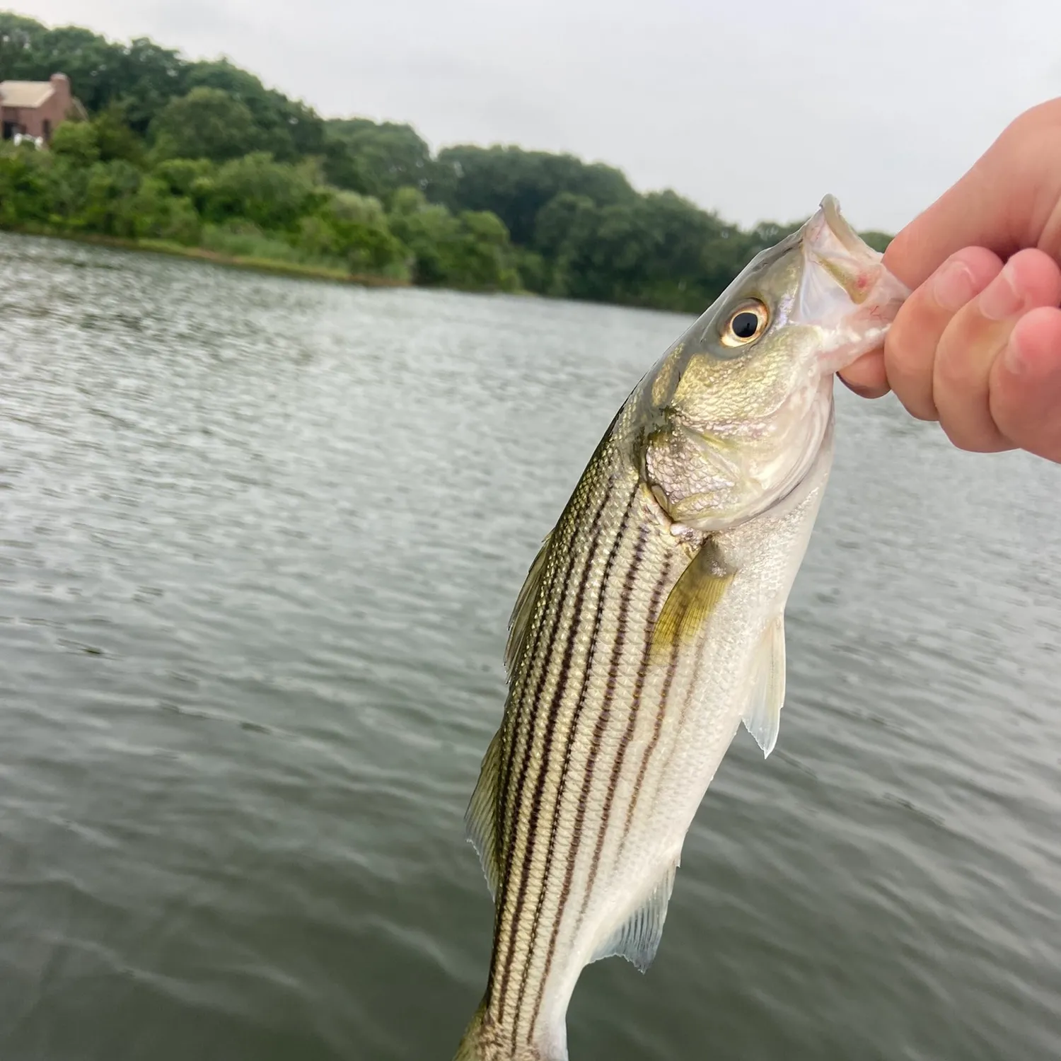 ᐅ Ninigret Pond fishing reports🎣• Westerly, RI (United States) fishing