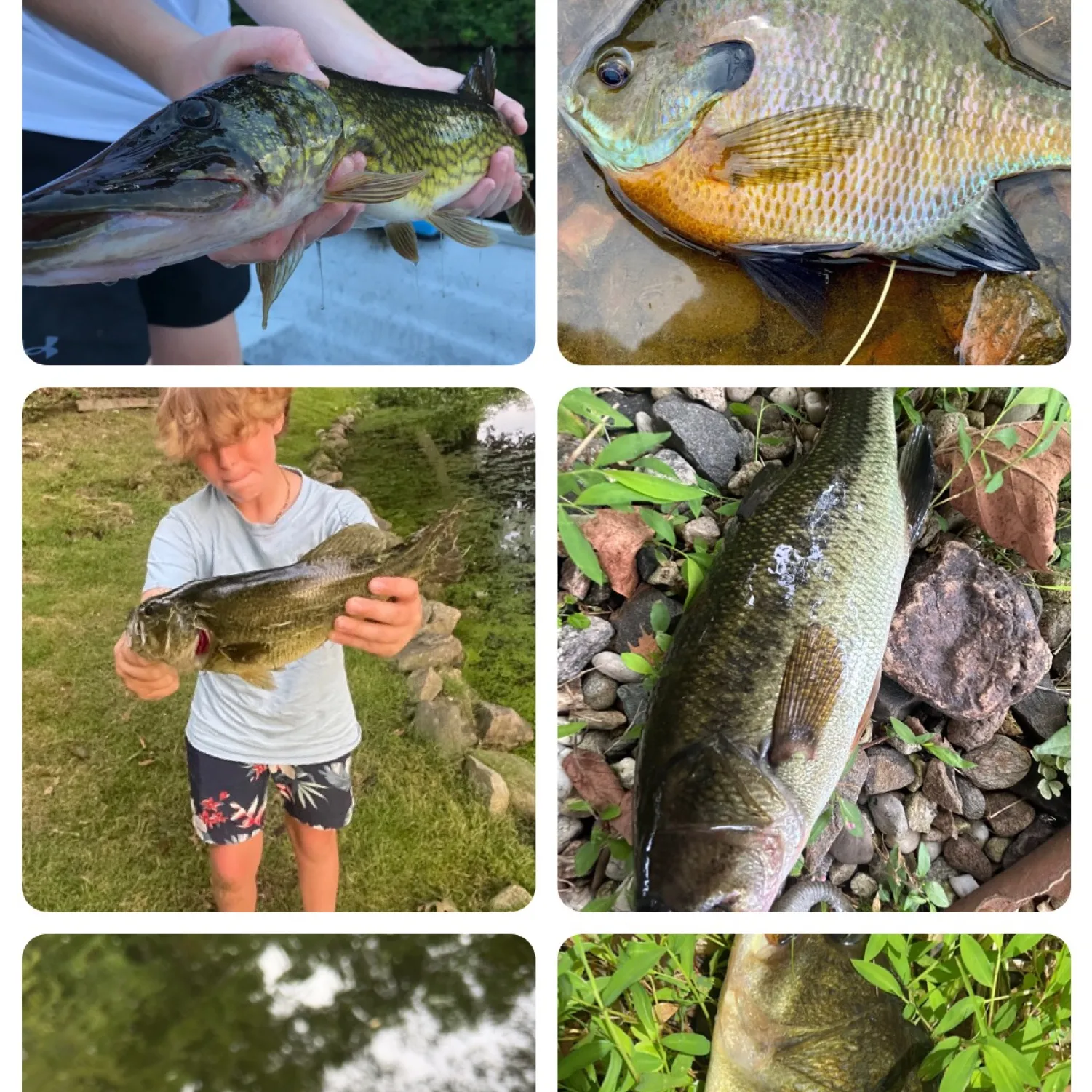 recently logged catches