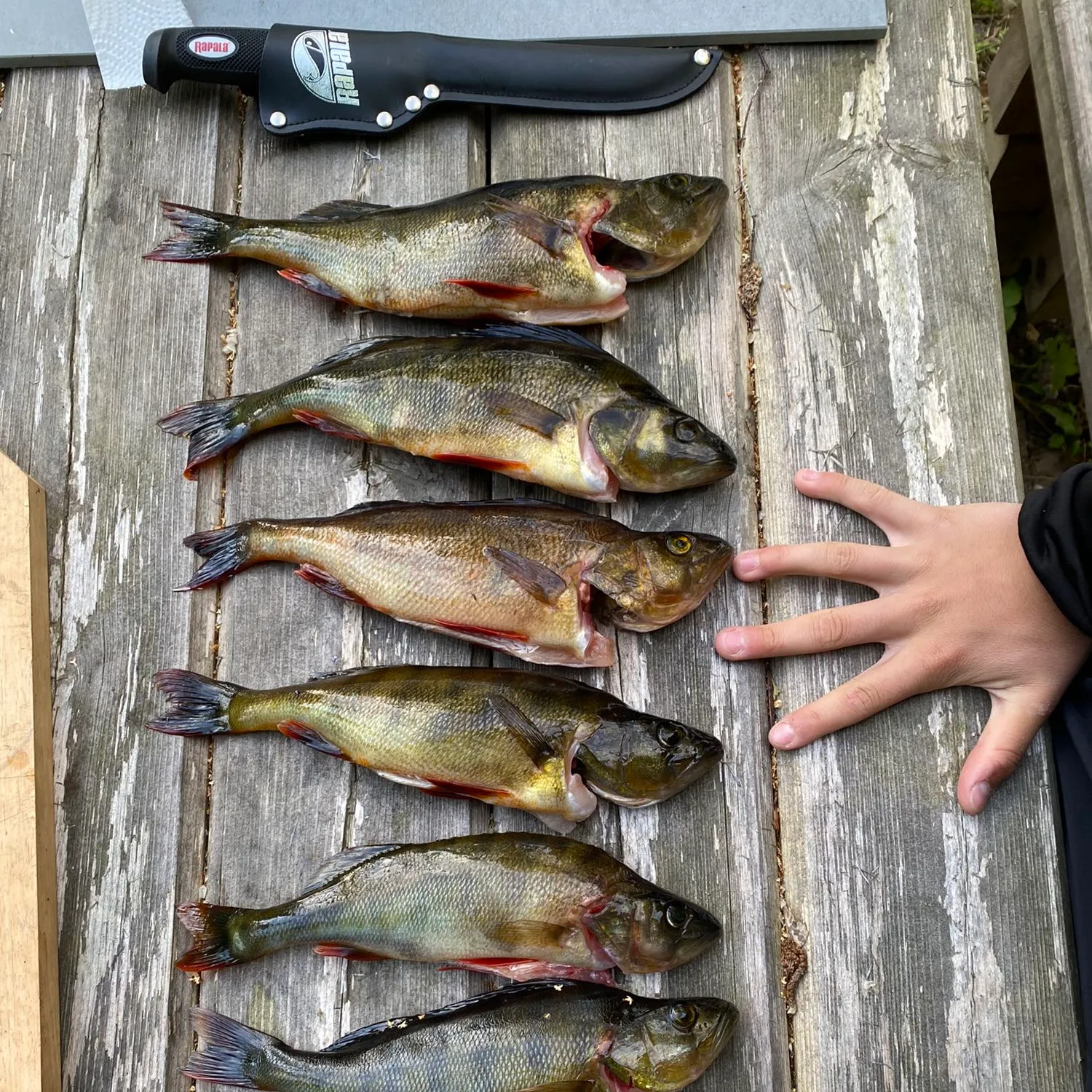 recently logged catches