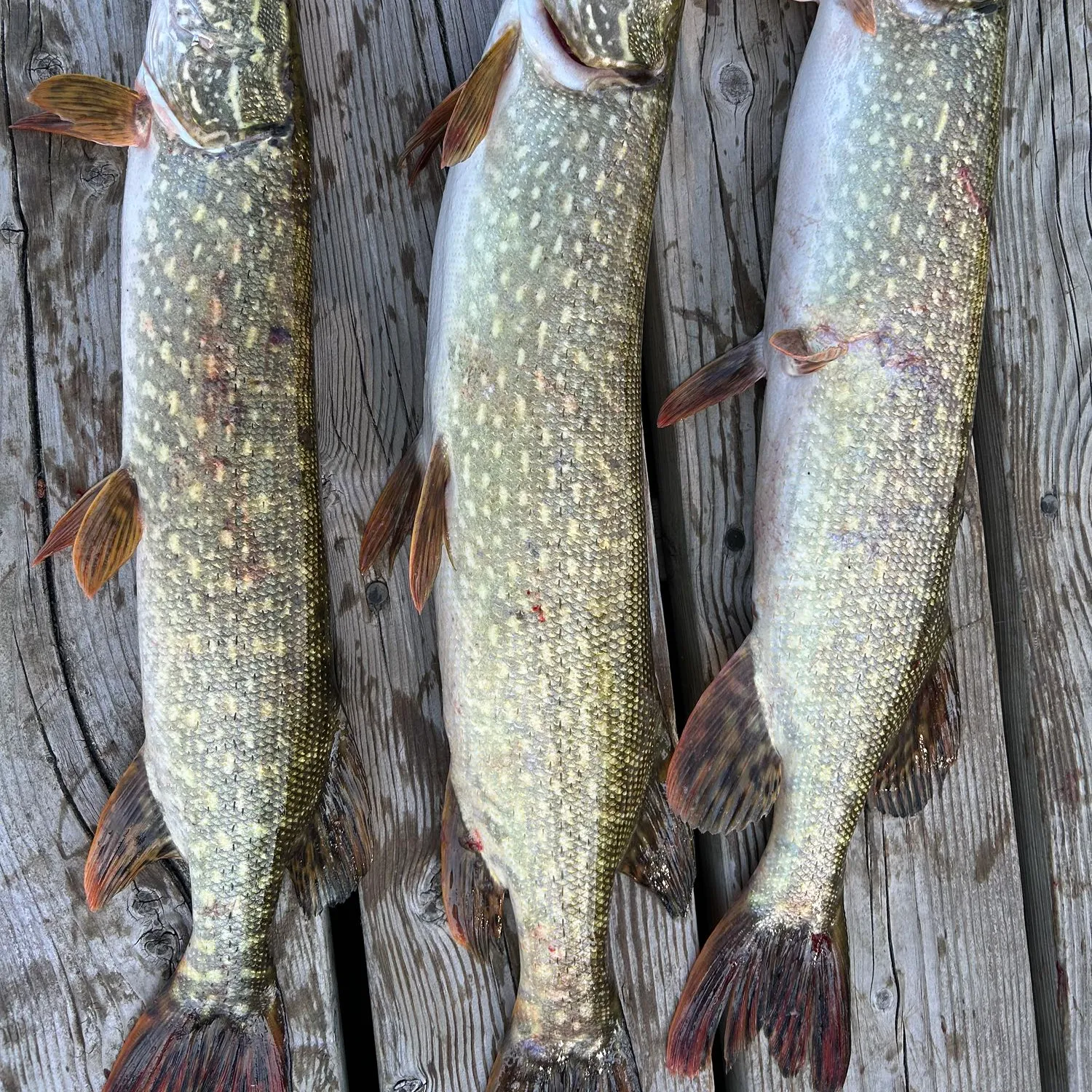 recently logged catches