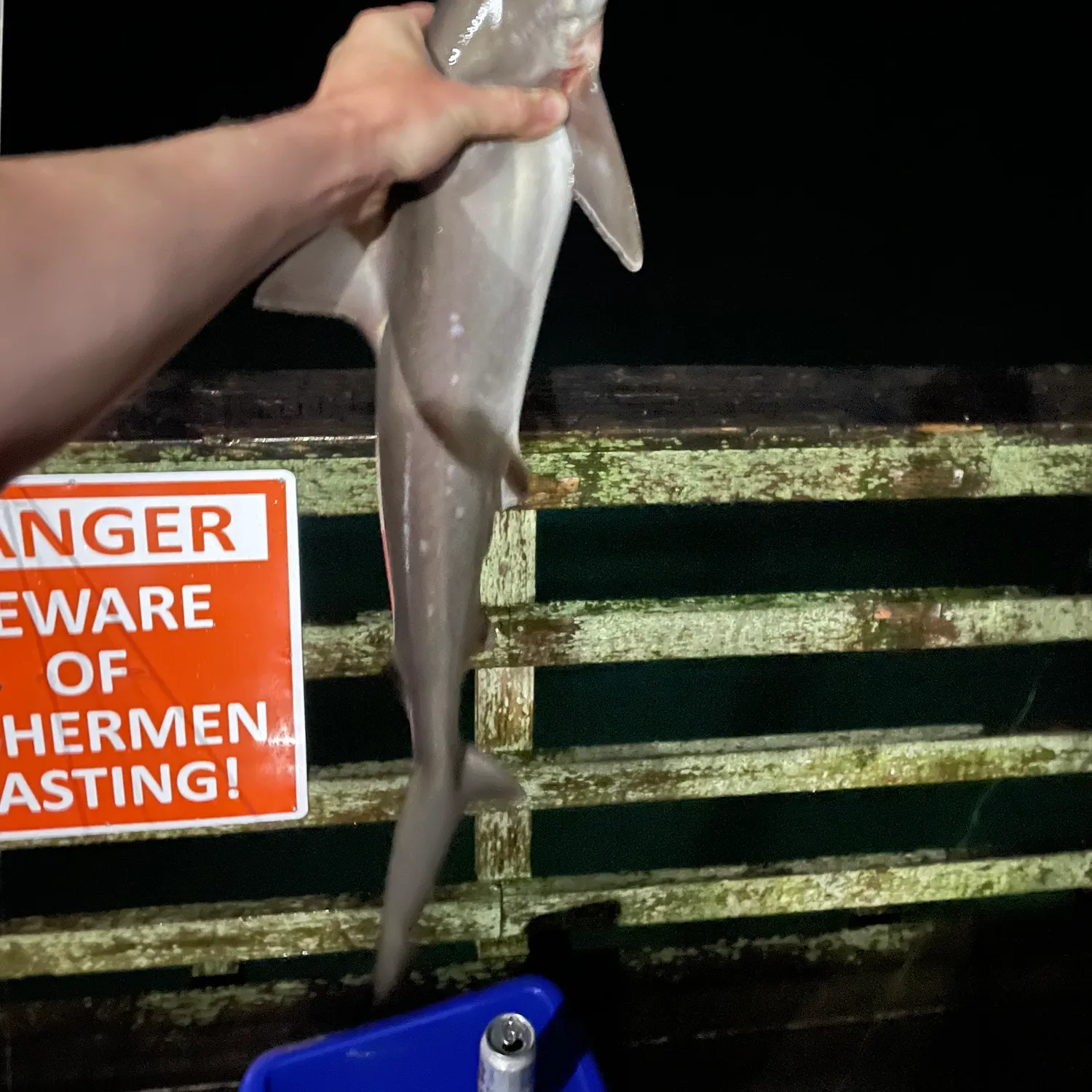 The most popular recent Atlantic sharpnose shark catch on Fishbrain