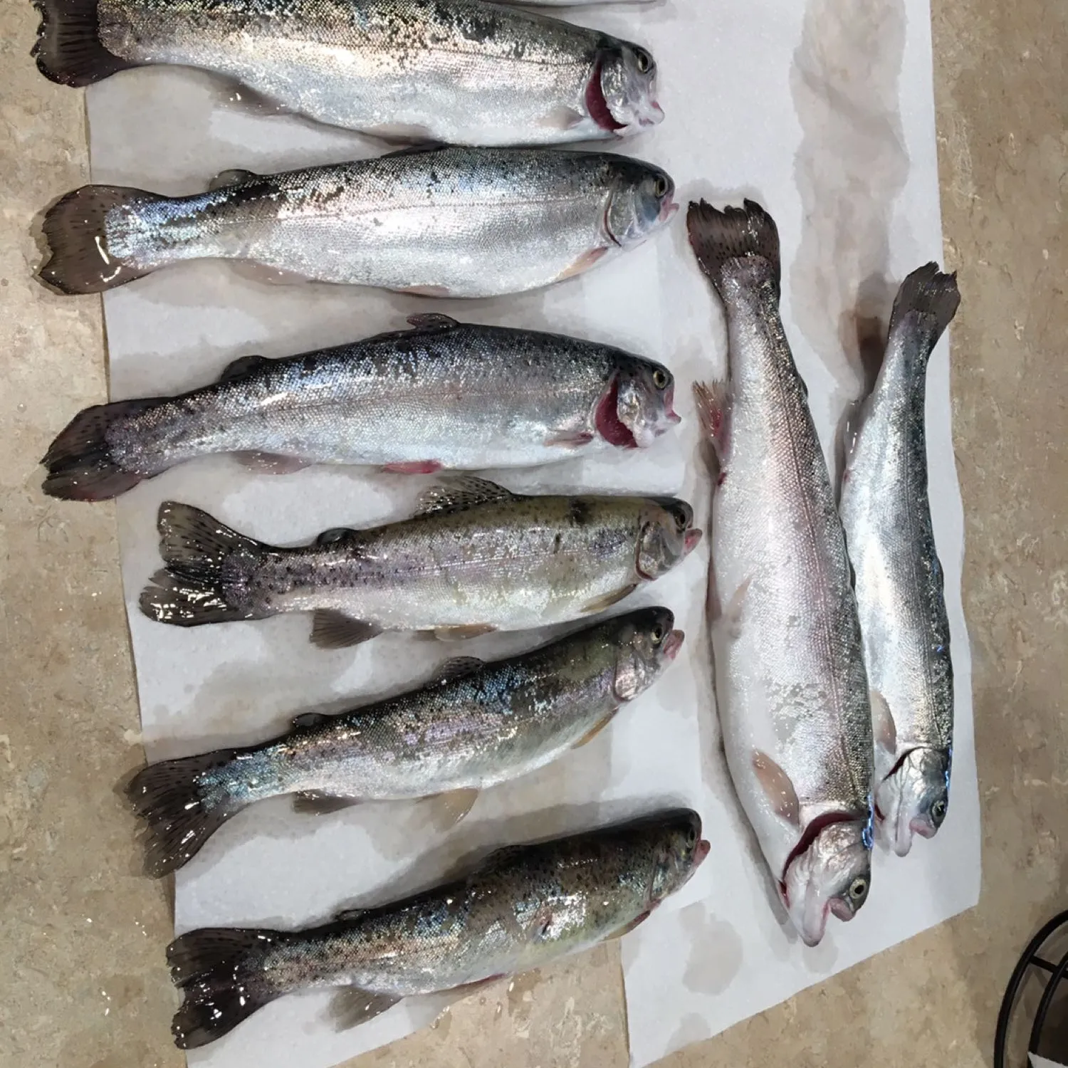 recently logged catches