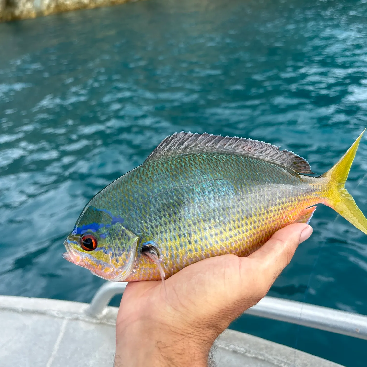 The most popular recent Redbelly yellowtail fusilier catch on Fishbrain