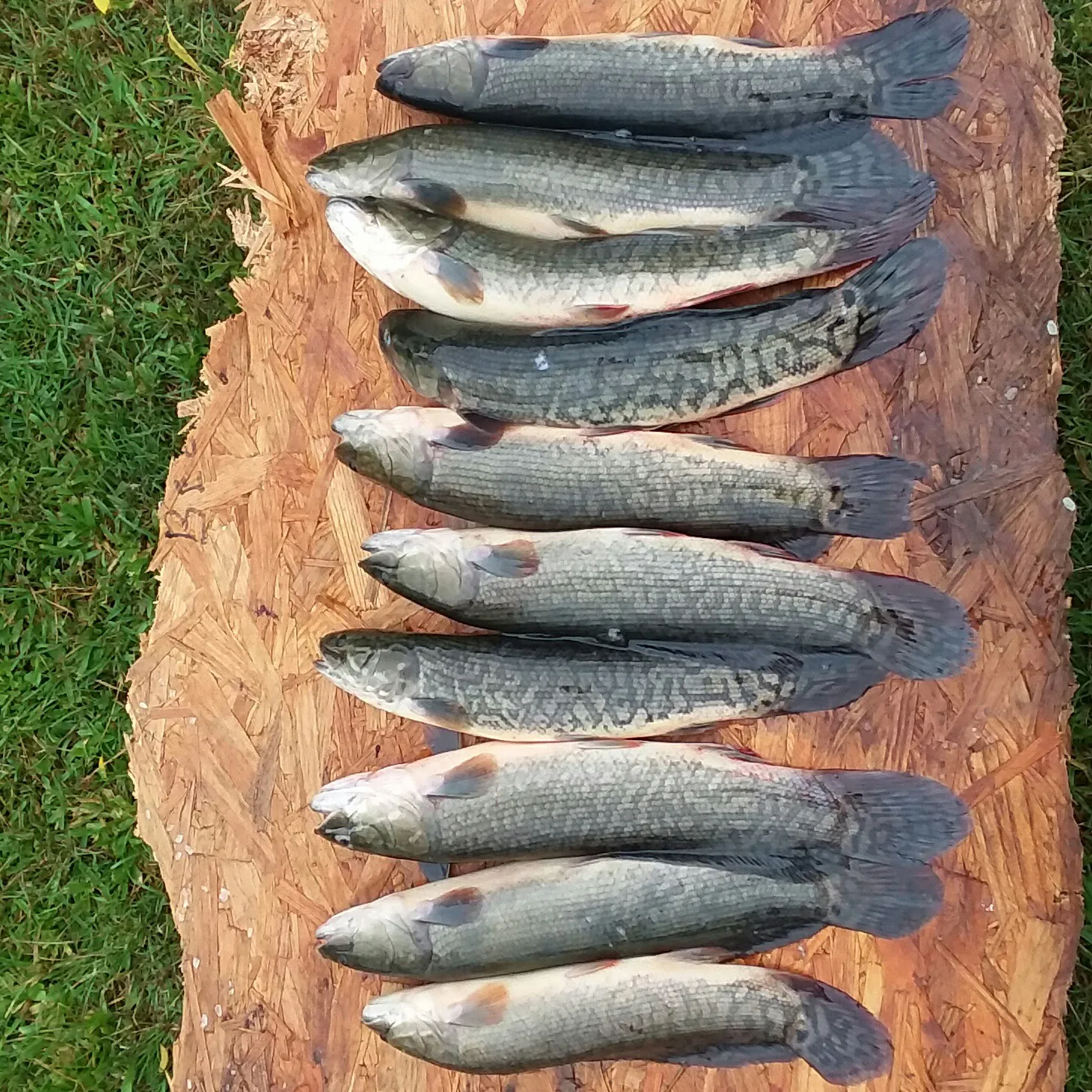 recently logged catches