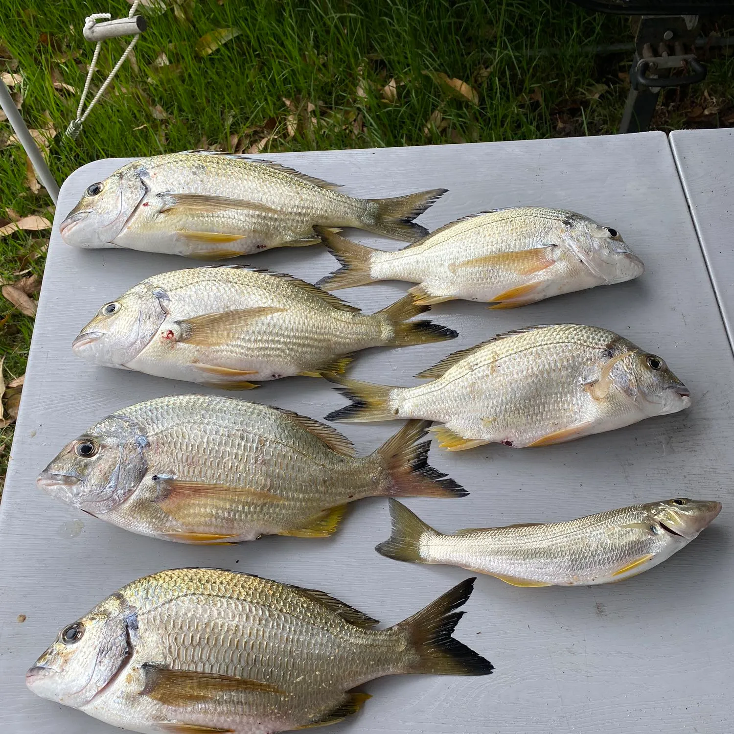 recently logged catches