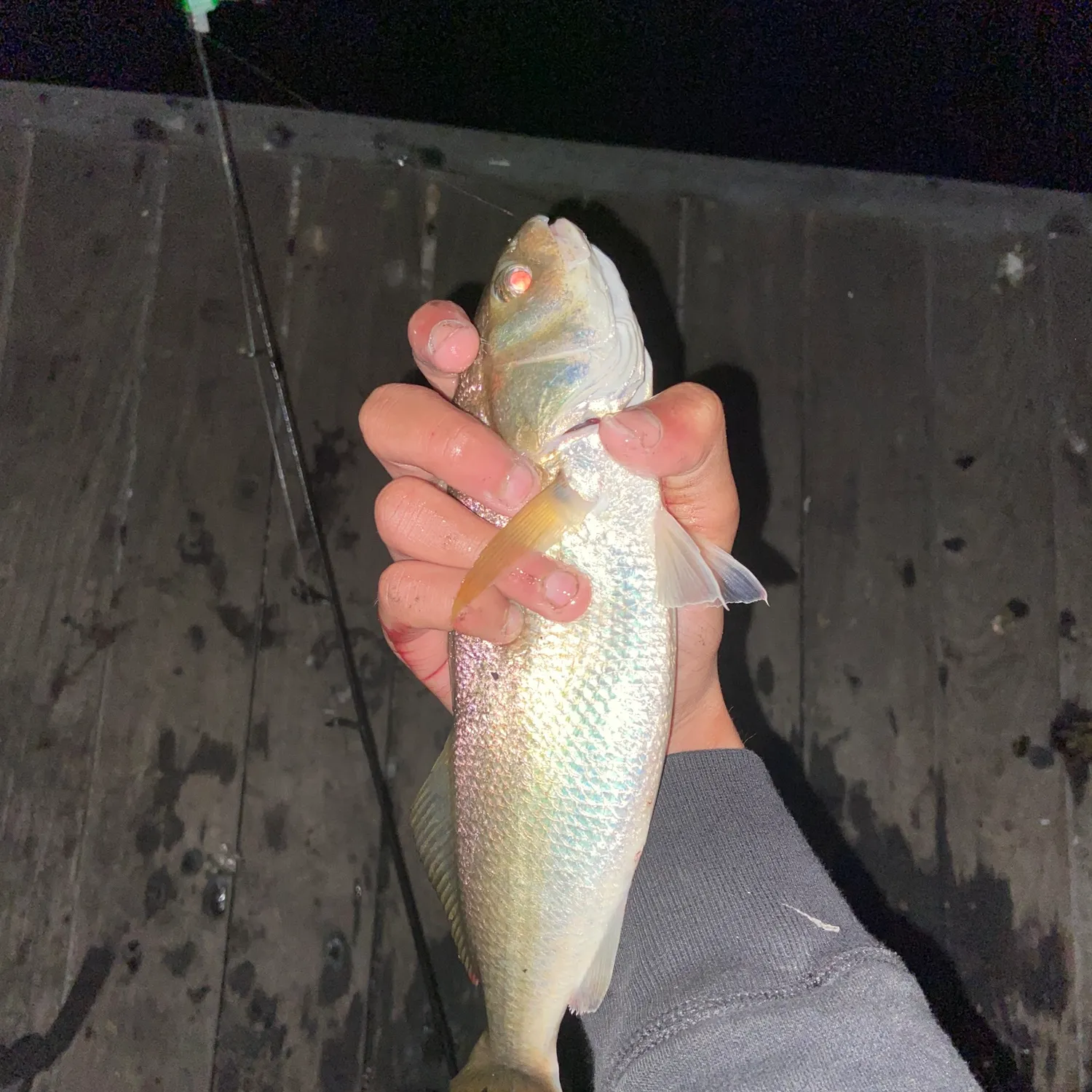 The most popular recent White croaker catch on Fishbrain