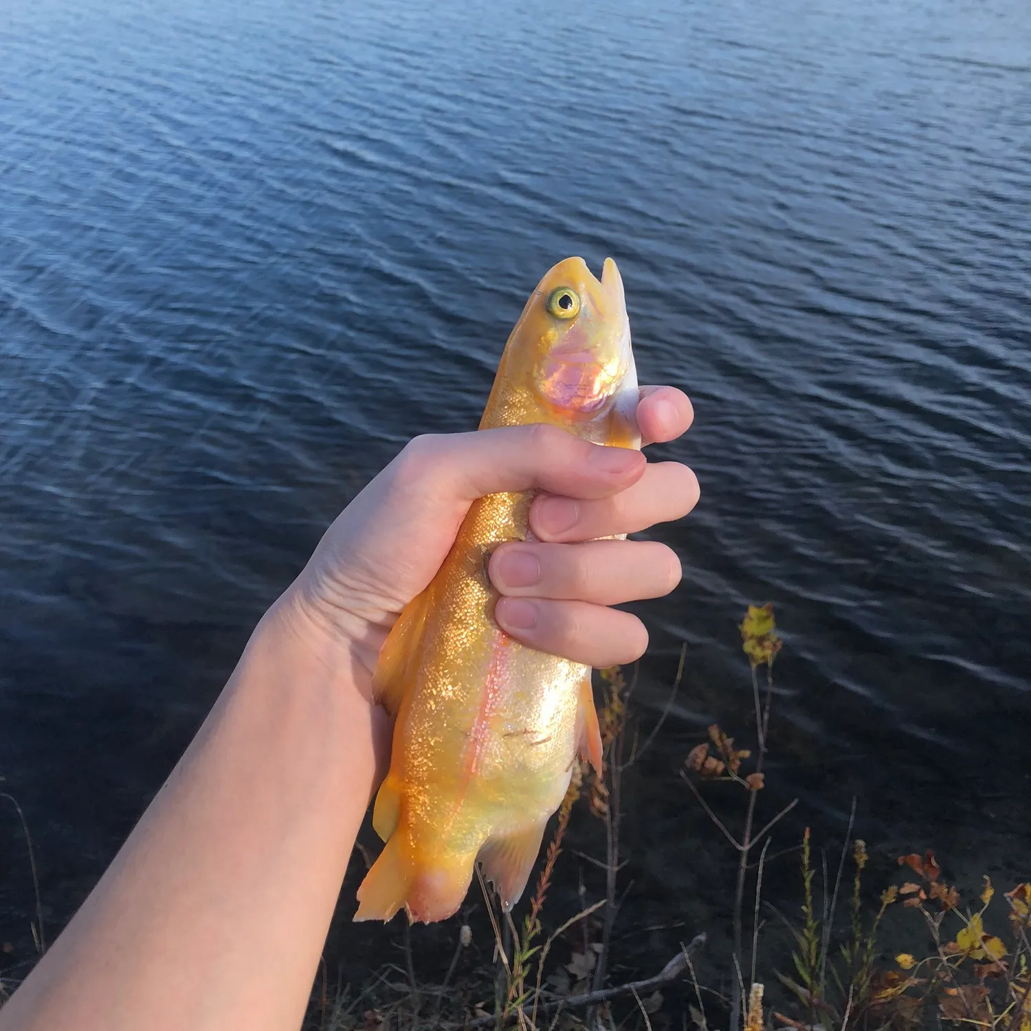 The most popular recent Golden rainbow trout catch on Fishbrain