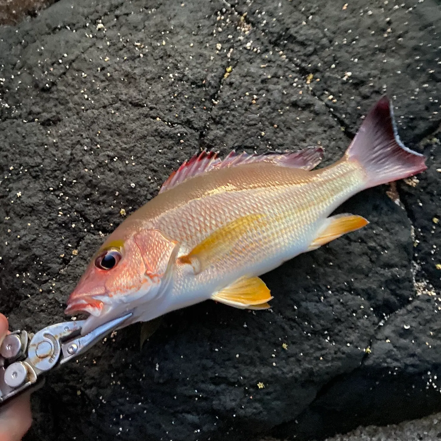 The most popular recent Blacktail snapper catch on Fishbrain