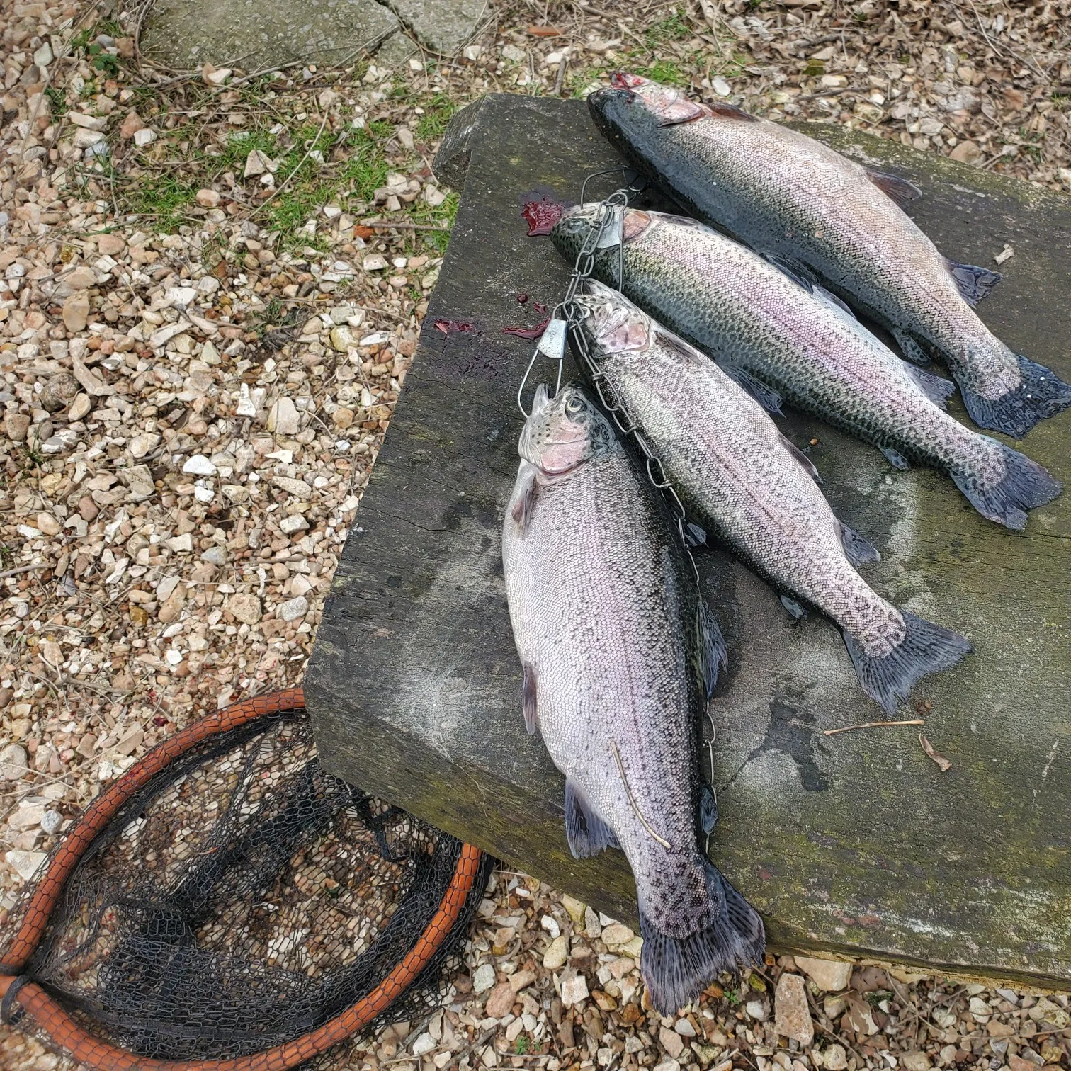 recently logged catches