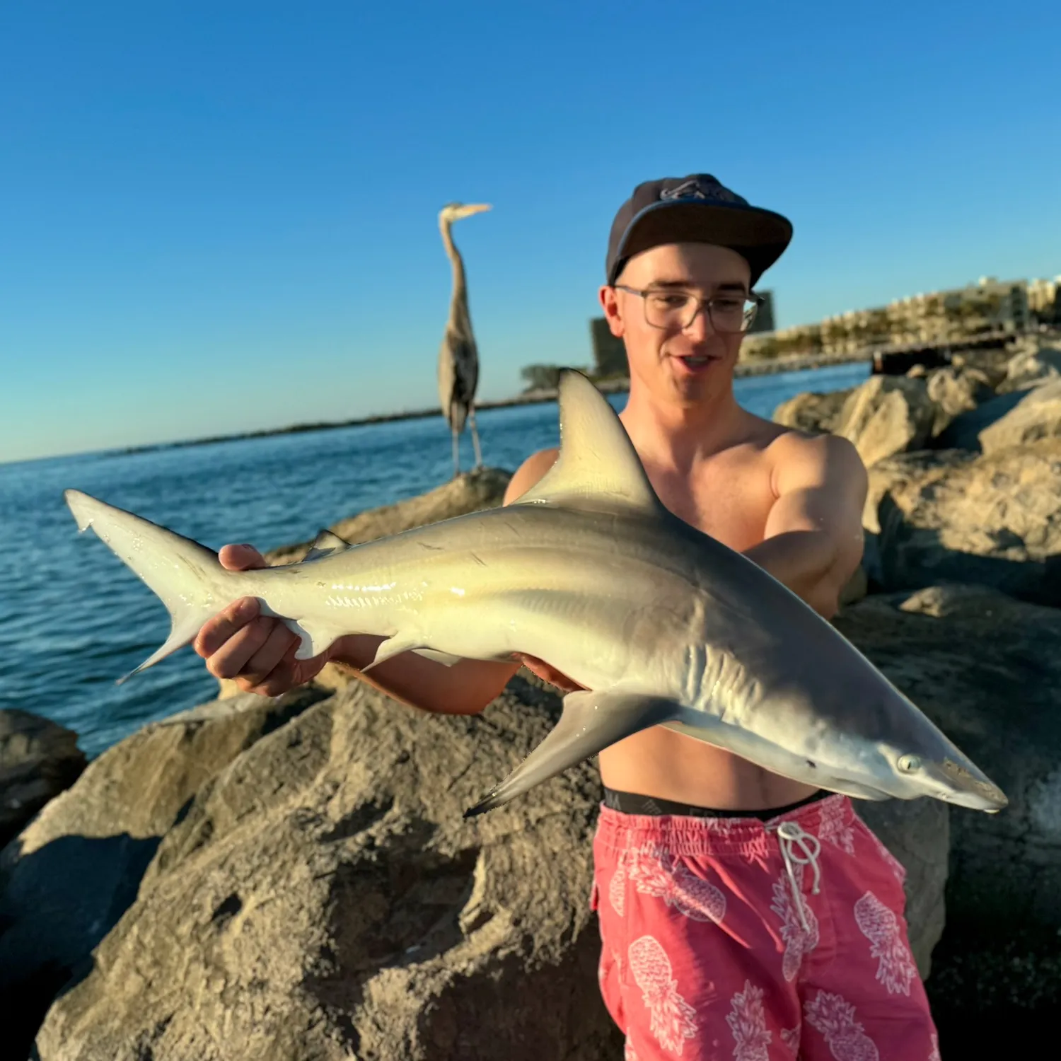 The most popular recent Spinner shark catch on Fishbrain