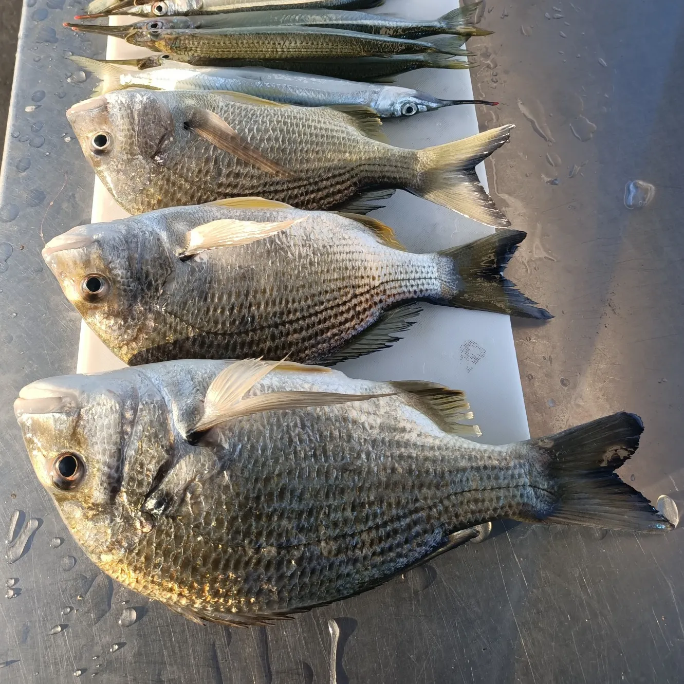 recently logged catches