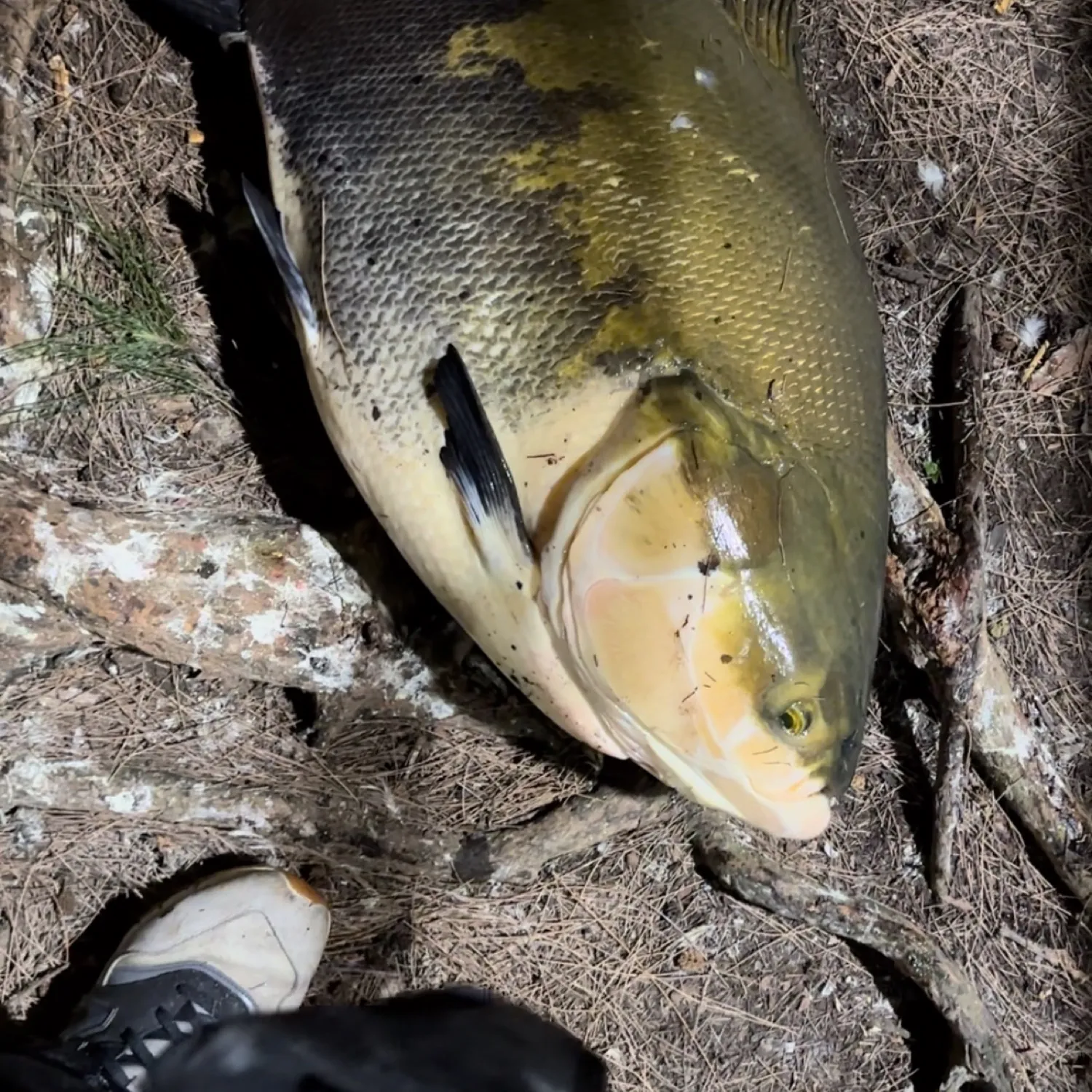 The most popular recent Black pacu catch on Fishbrain