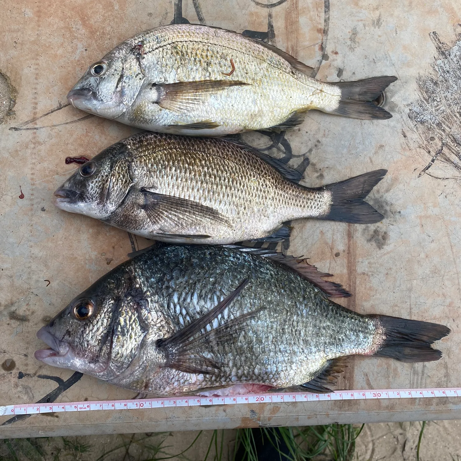 recently logged catches