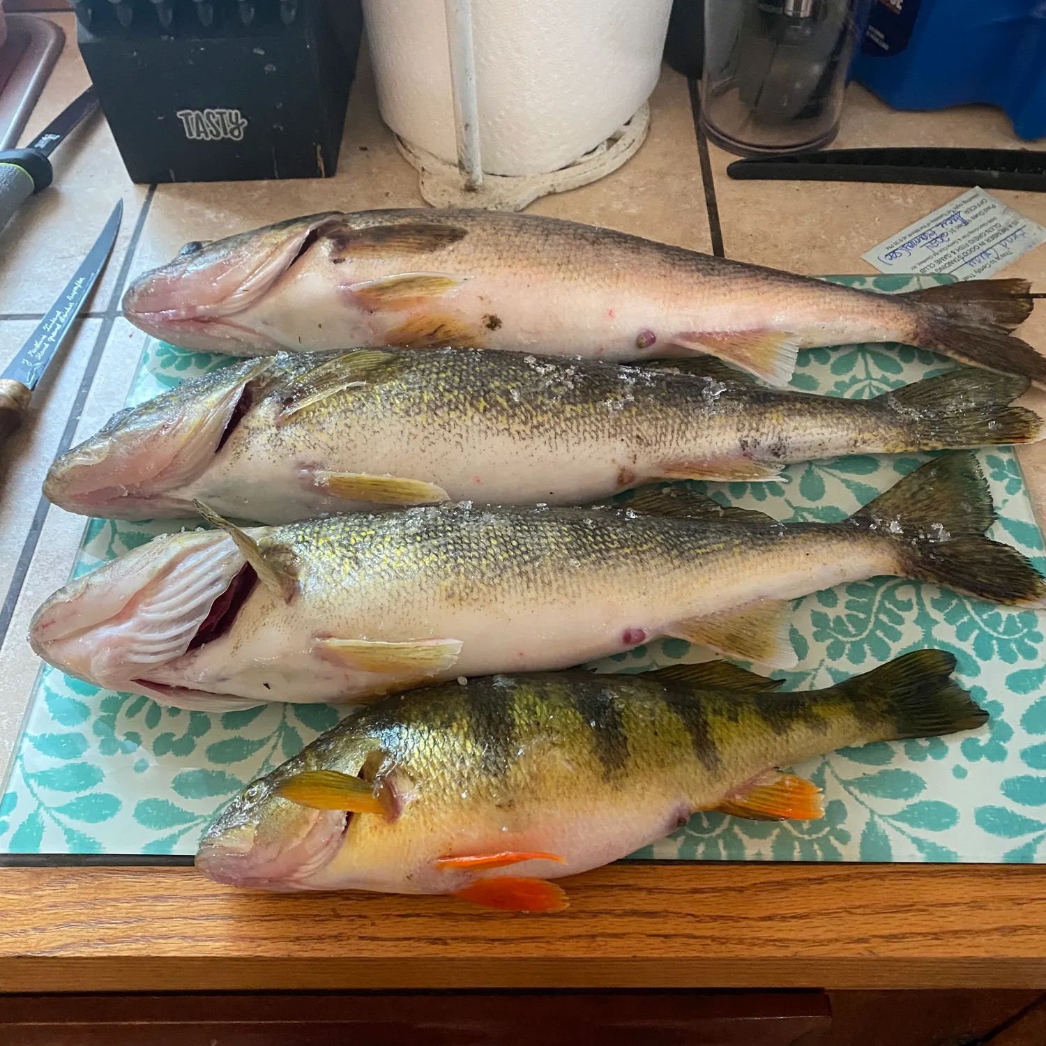 recently logged catches