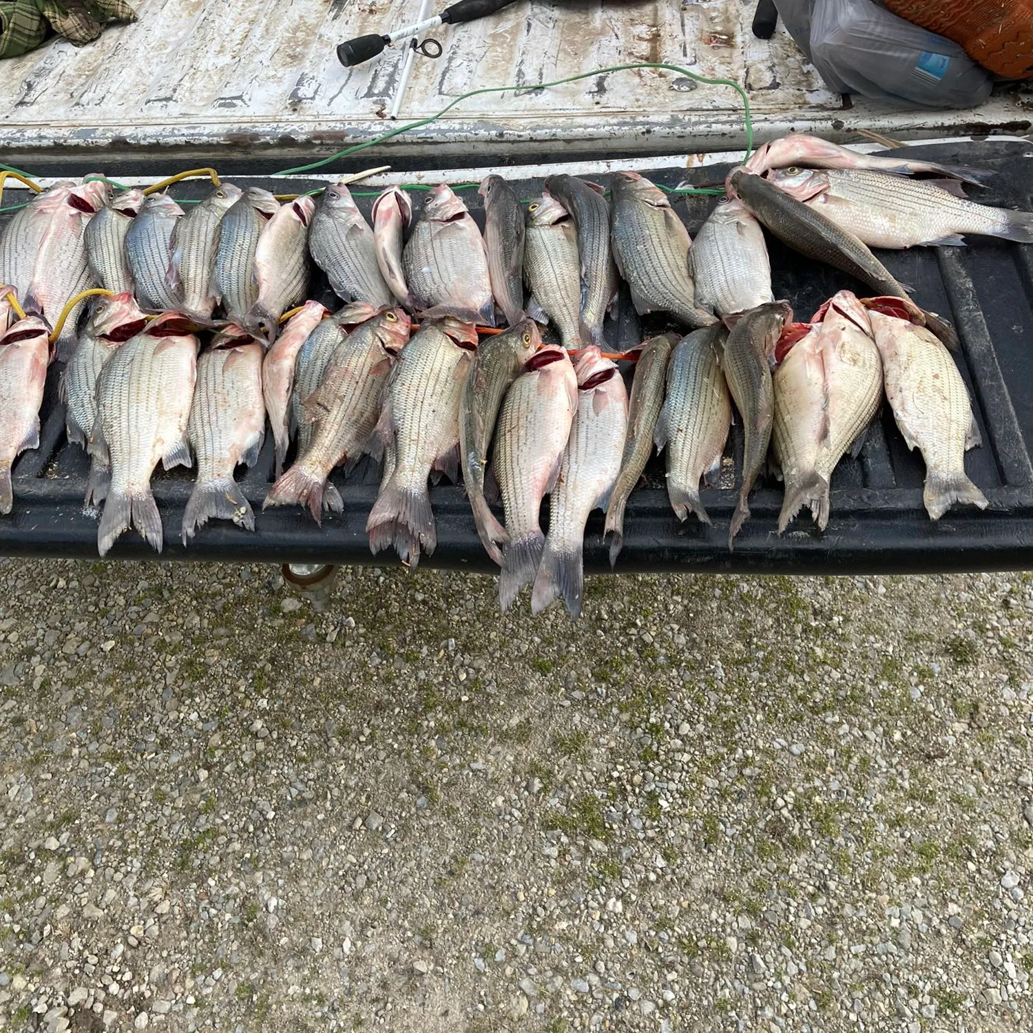 recently logged catches