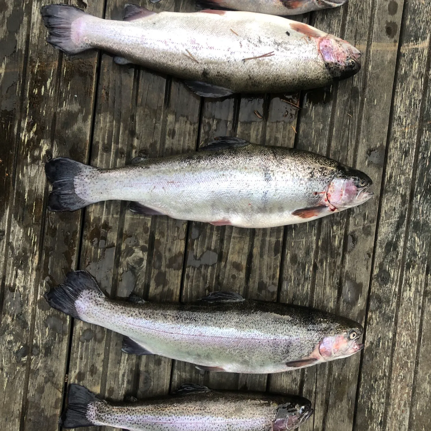 recently logged catches