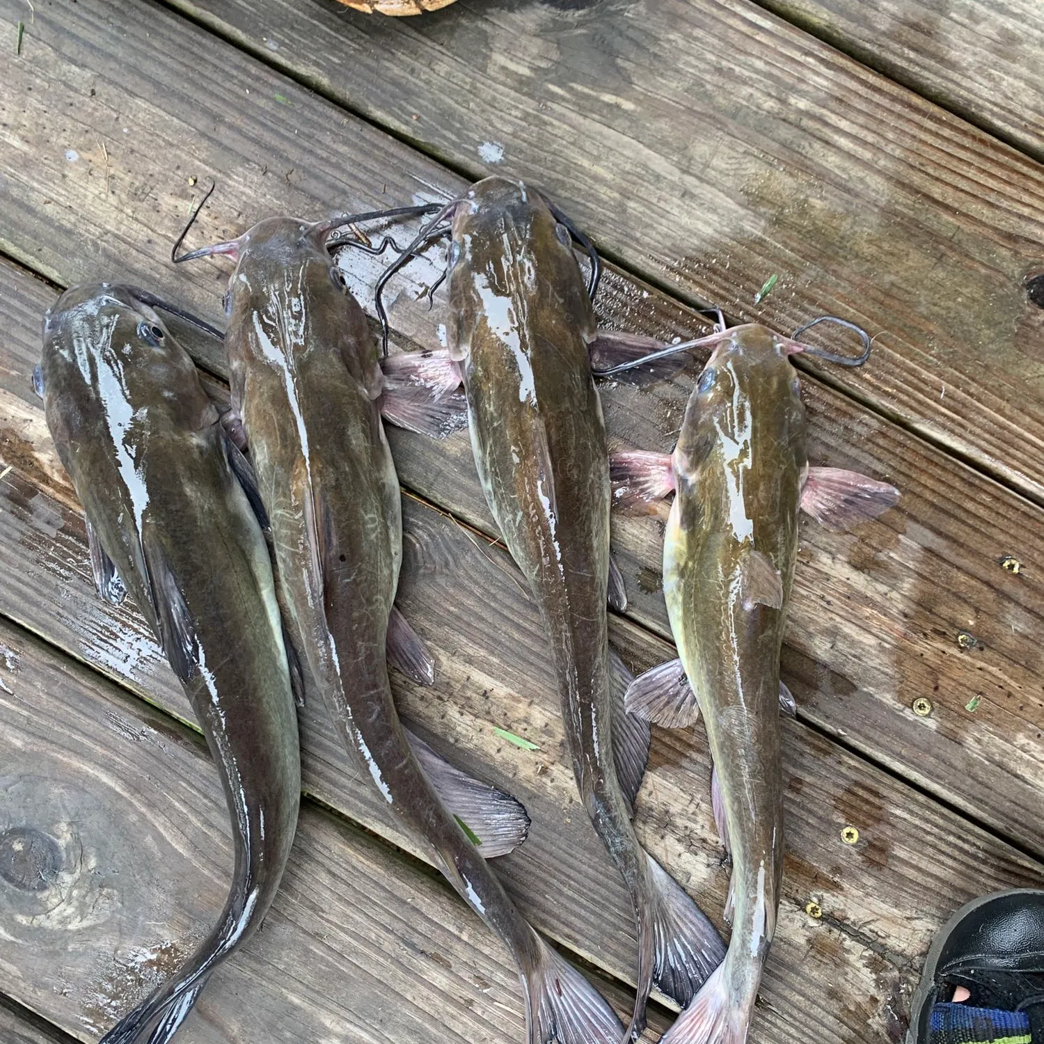 recently logged catches