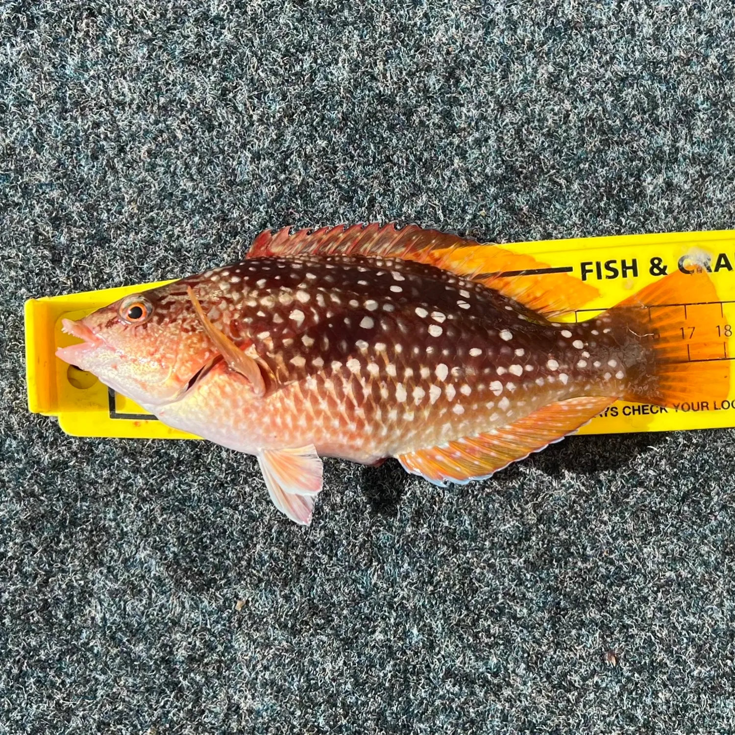 The most popular recent Crimsonband wrasse catch on Fishbrain