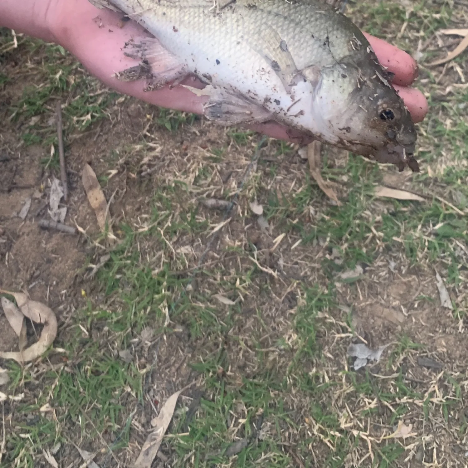 The most popular recent Macquarie perch catch on Fishbrain