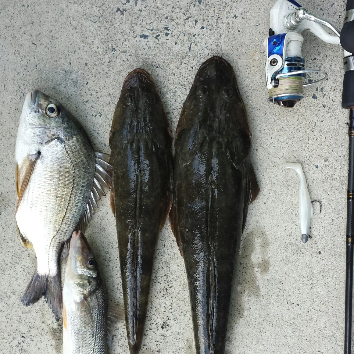 recently logged catches