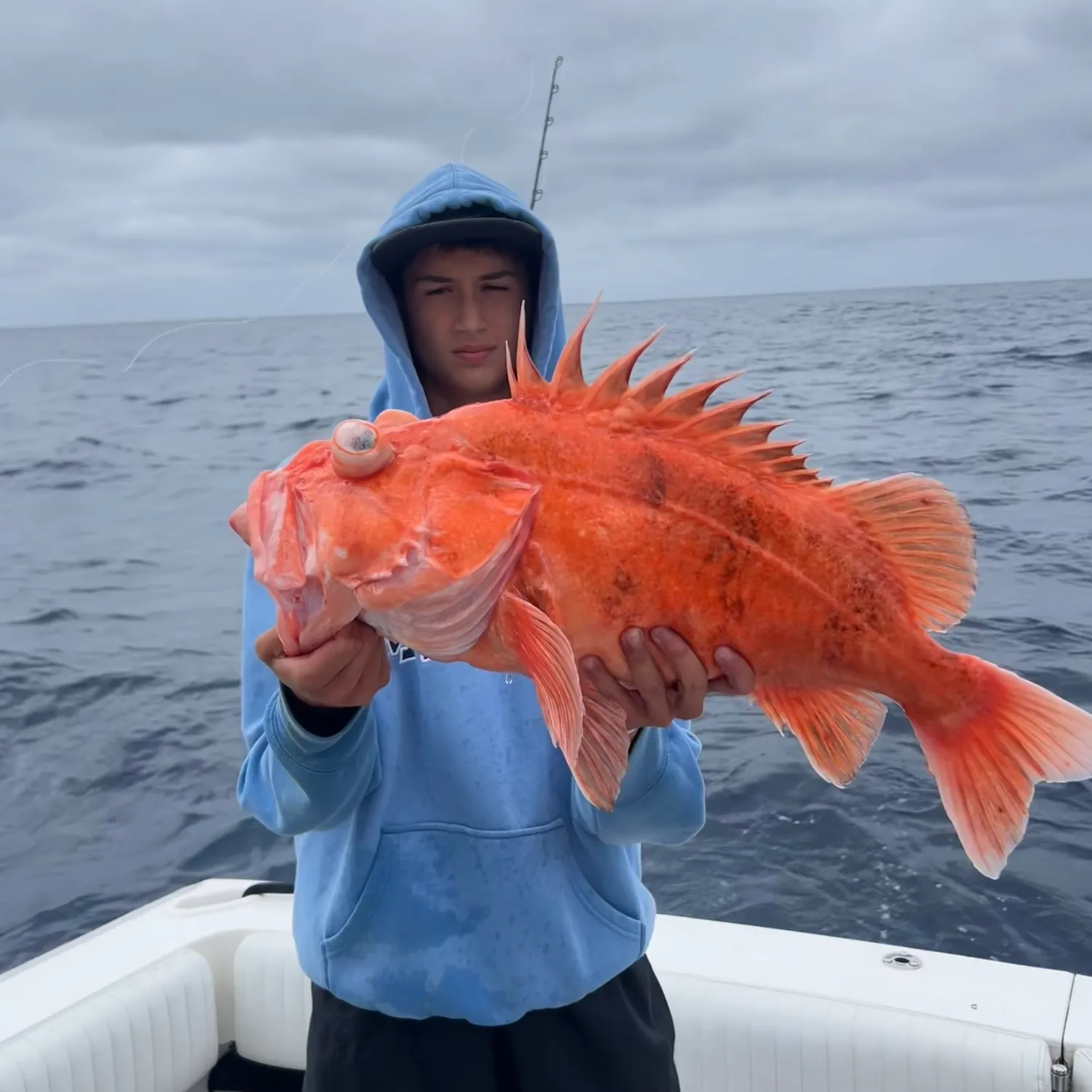 The most popular recent Cowcod rockfish catch on Fishbrain