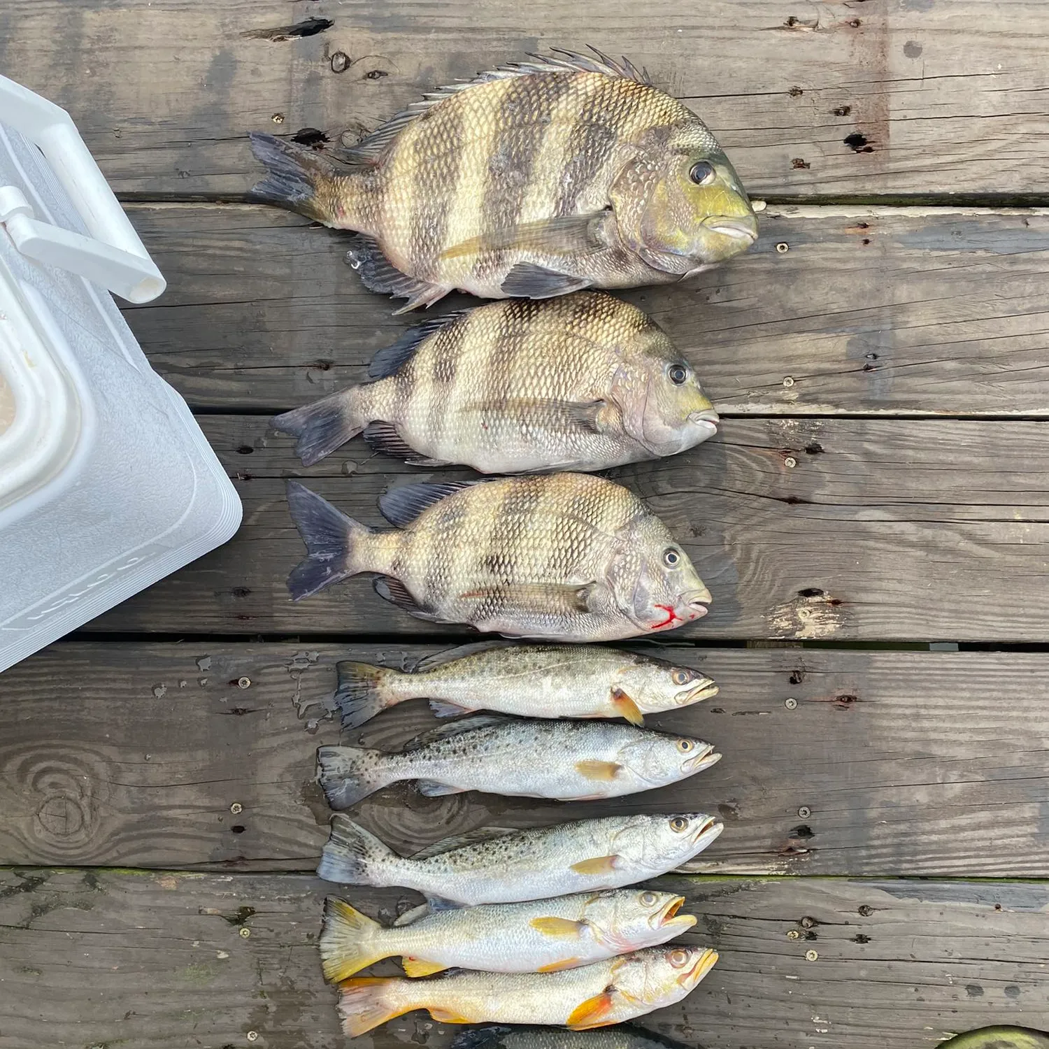 recently logged catches