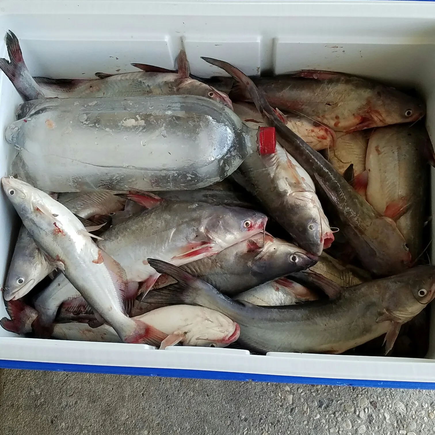 recently logged catches