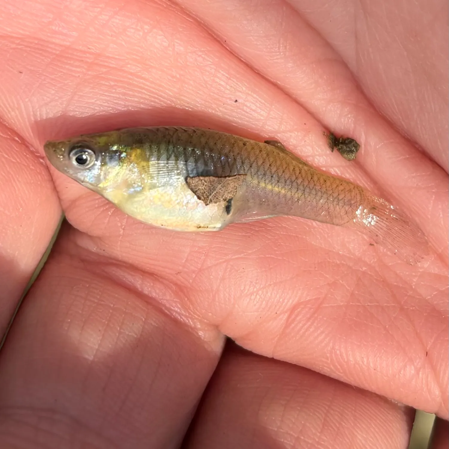 The most popular recent Eastern mosquitofish catch on Fishbrain