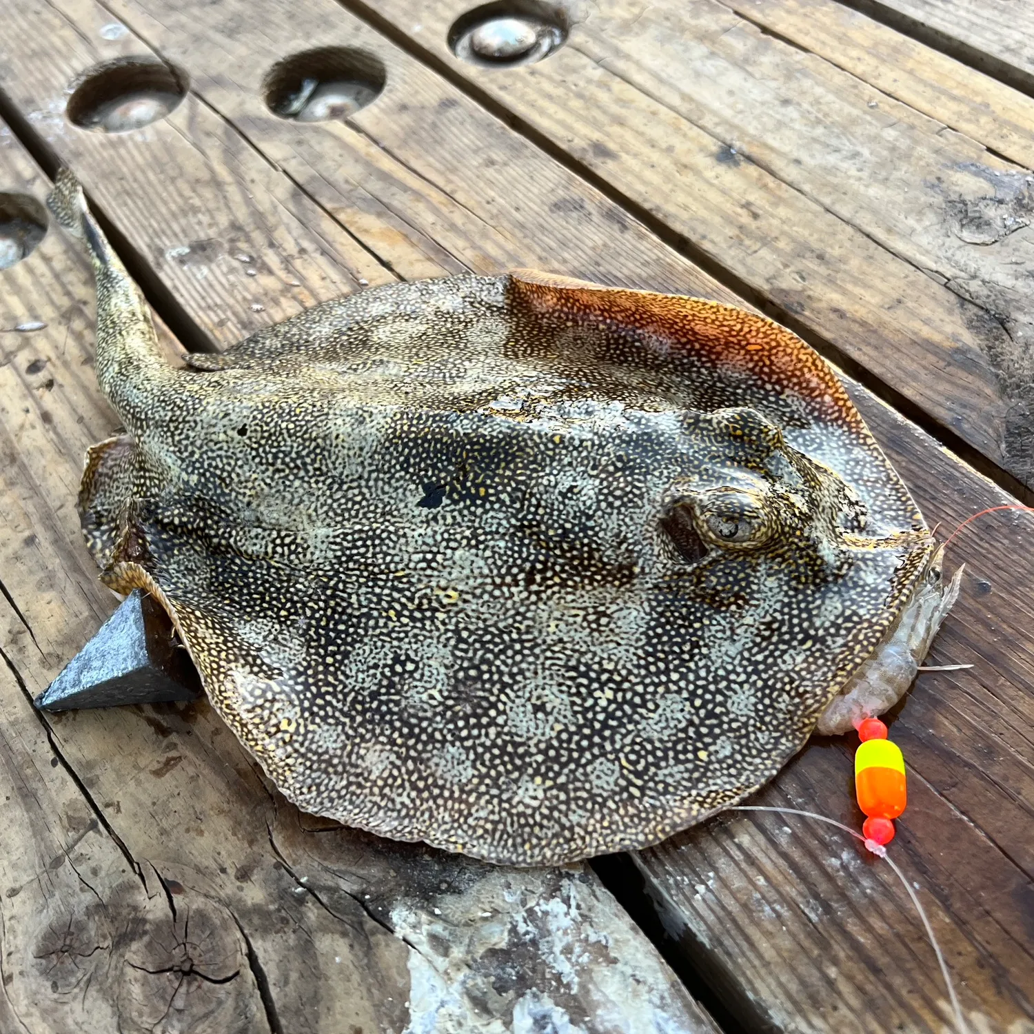 The most popular recent Yellow stingray catch on Fishbrain